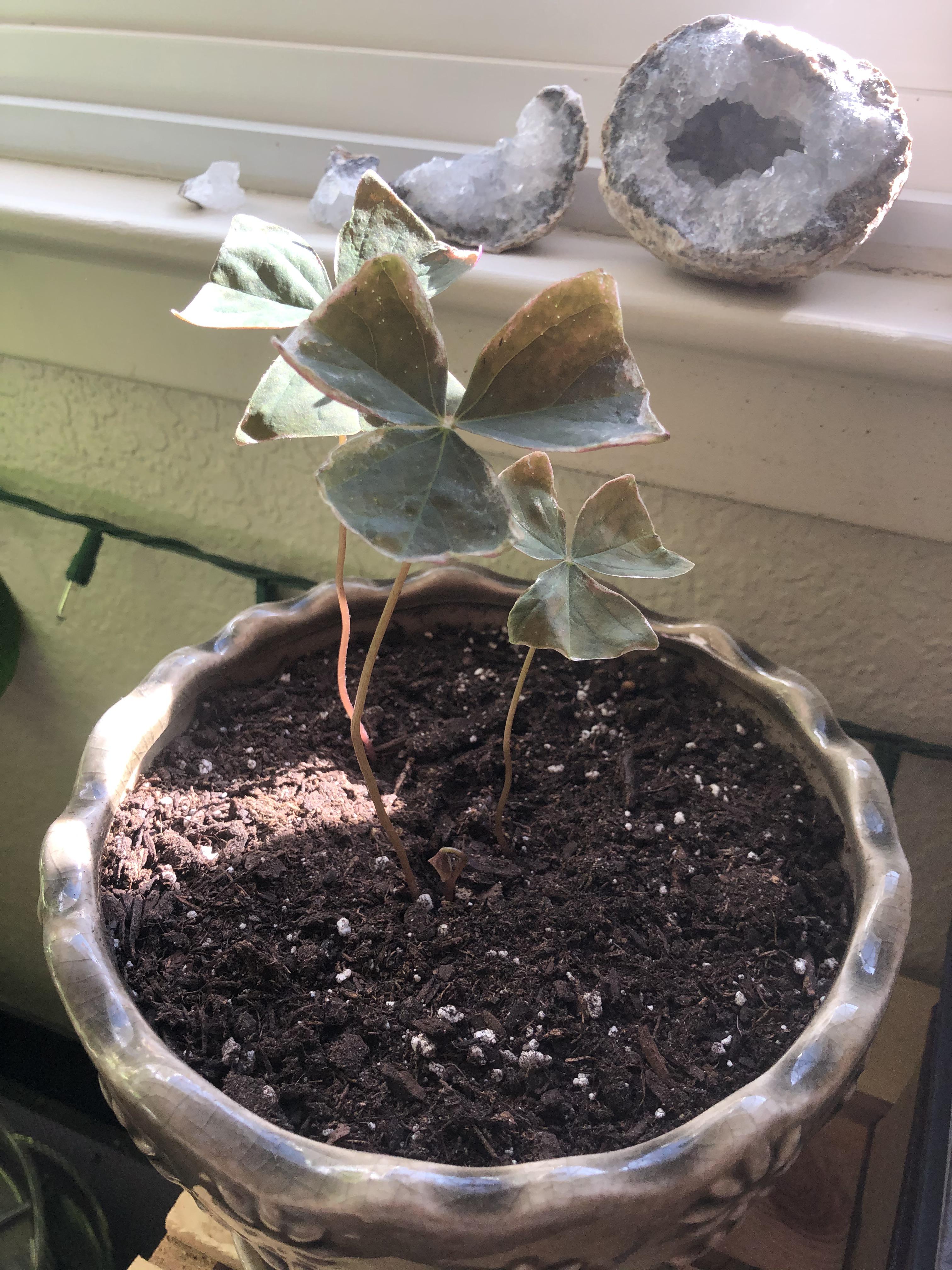 My false shamrock has been like this for months. Is it still just