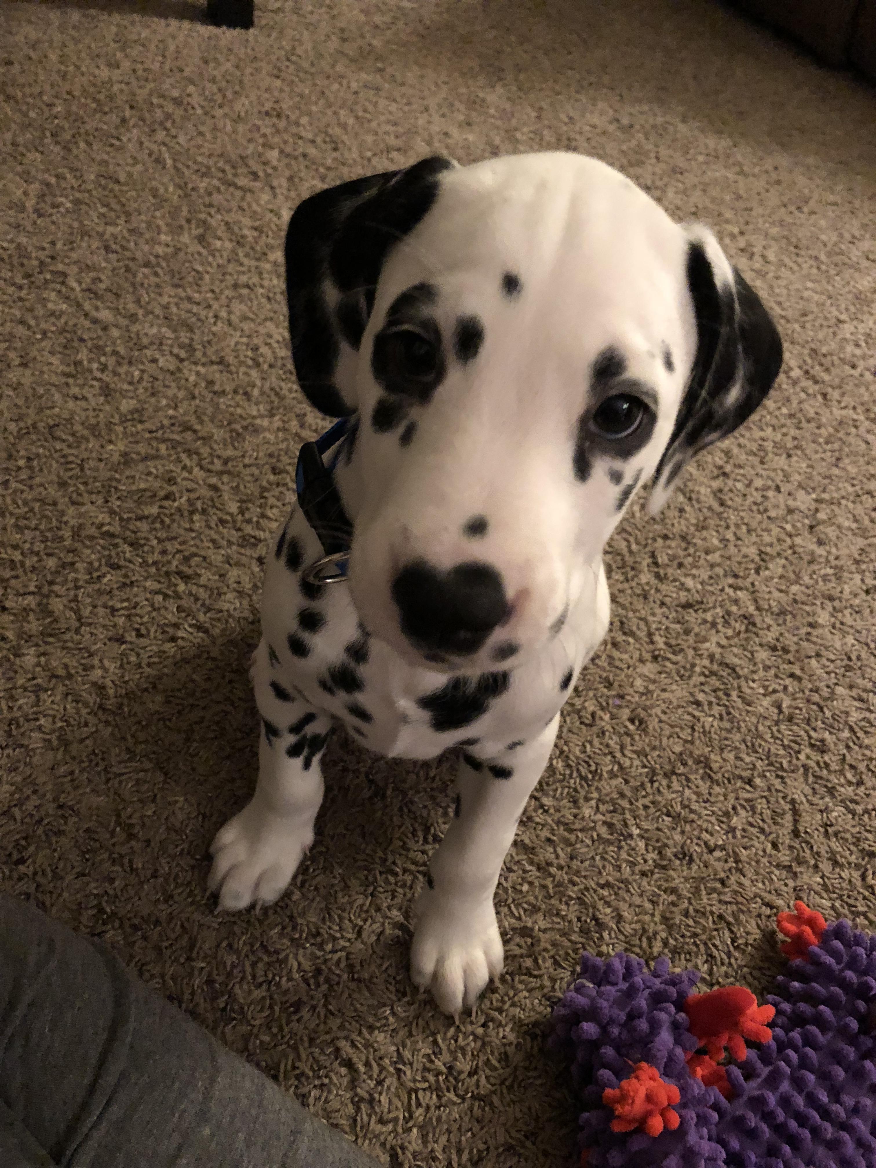 Reddit, meet our new Dalmatian puppy, Smudge! r/aww