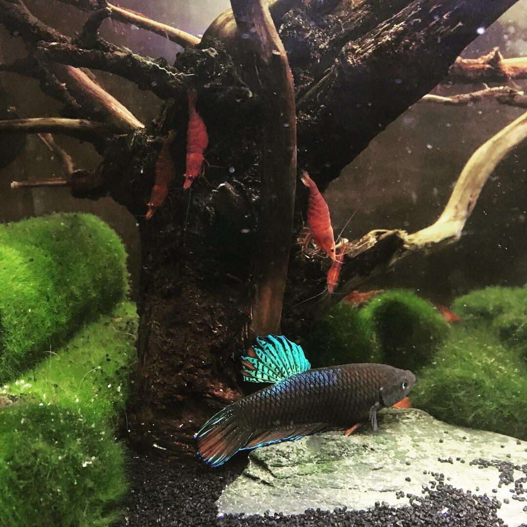 Shrimp With Betta / 10 Safe Betta Fish Tank Mates Companions Bettafish