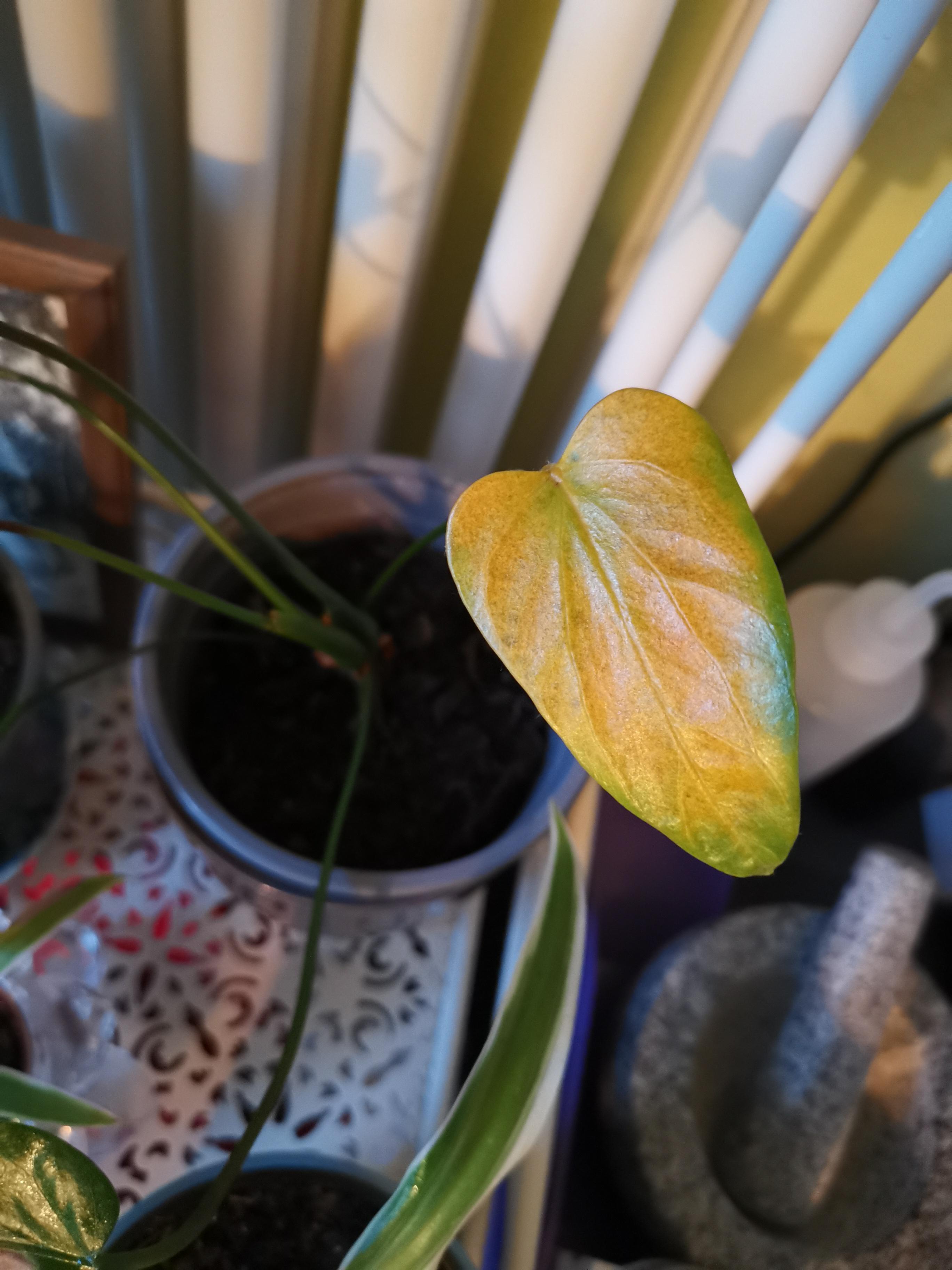 Why is my Anthurium's leaf yellowing? This didn't happen to any of my other ones.. r/houseplants