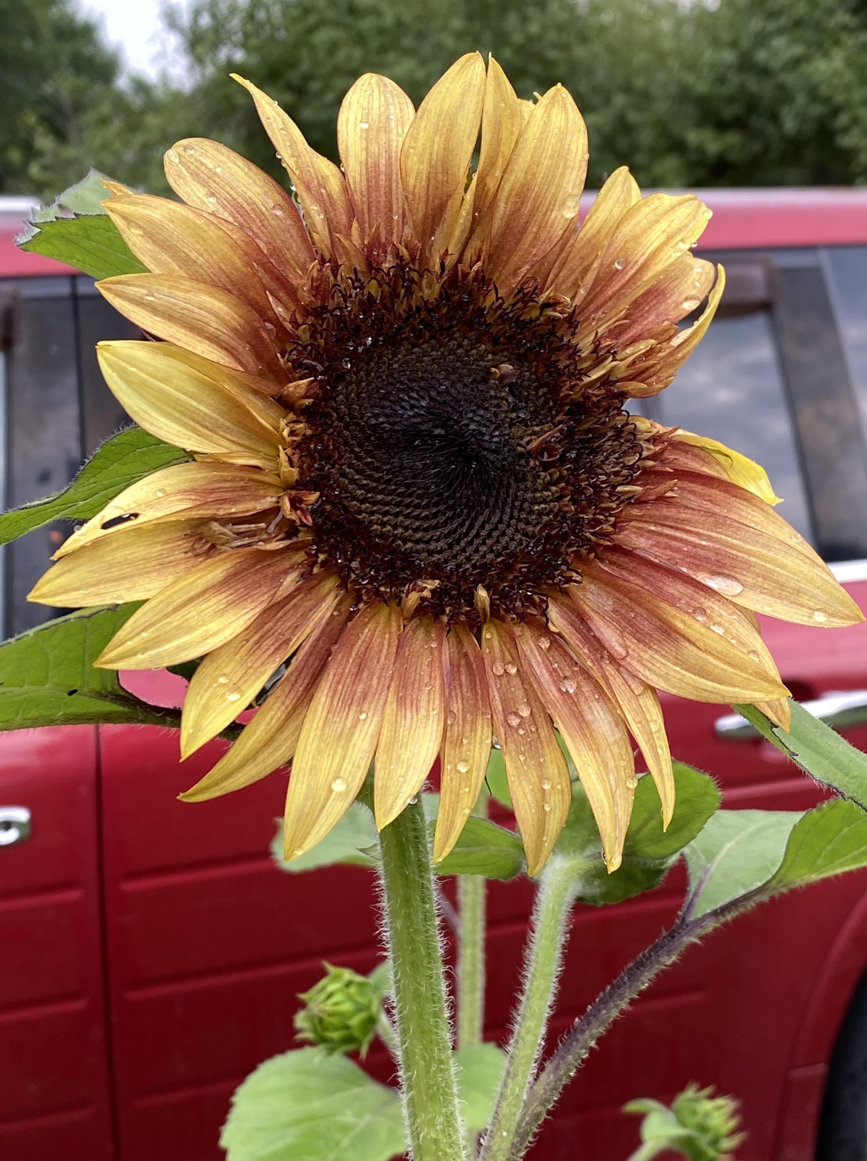 My first sunflower has bloomed! r/sunflowers