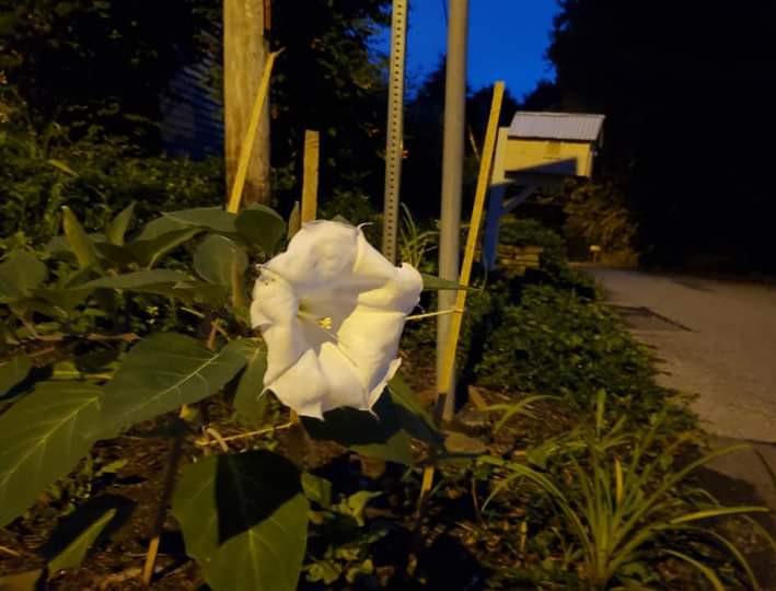 blooming moon Reddit post and comment search SocialGrep