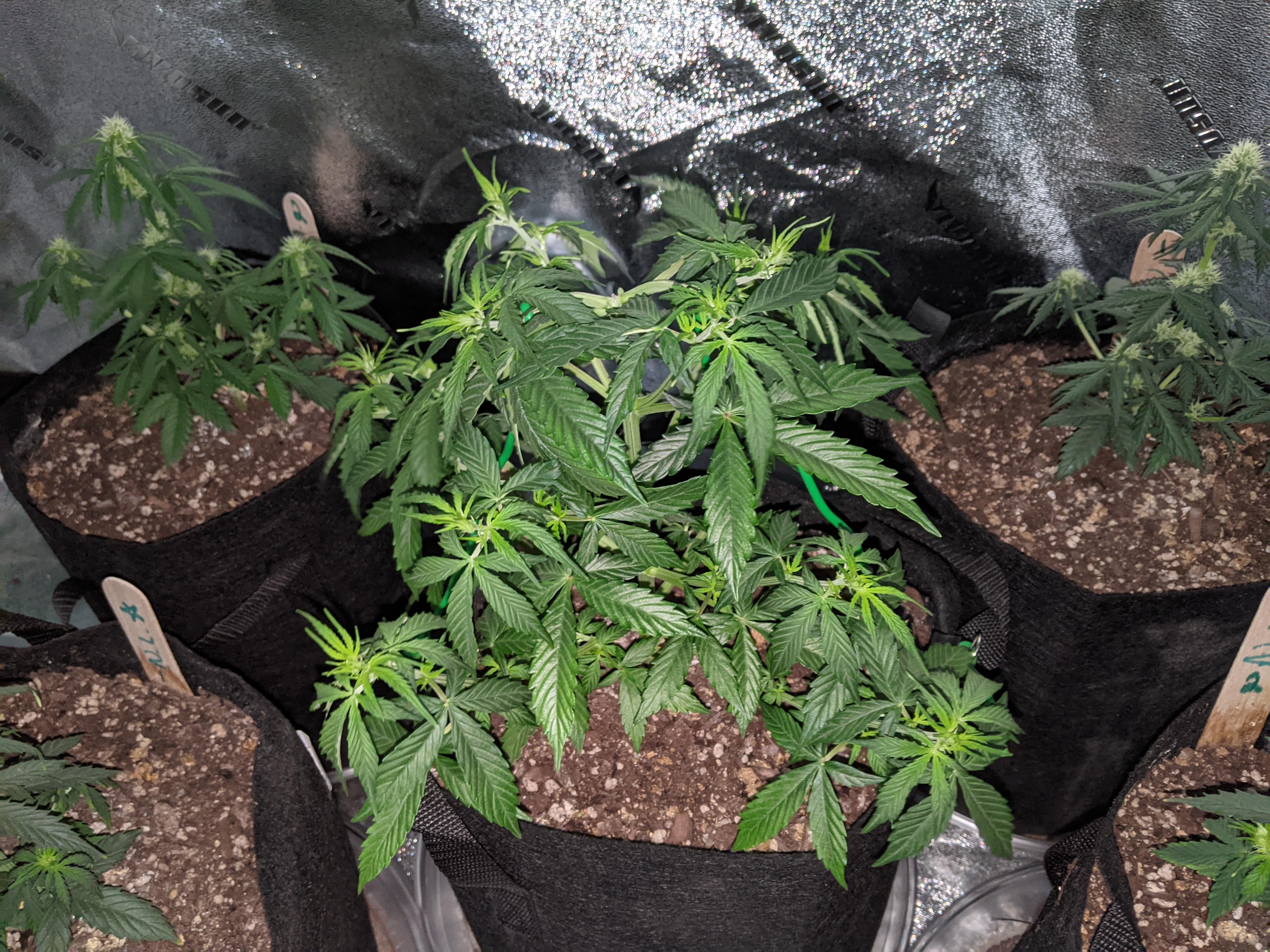 Autoflower not flowering at week 6. r/Autoflowers