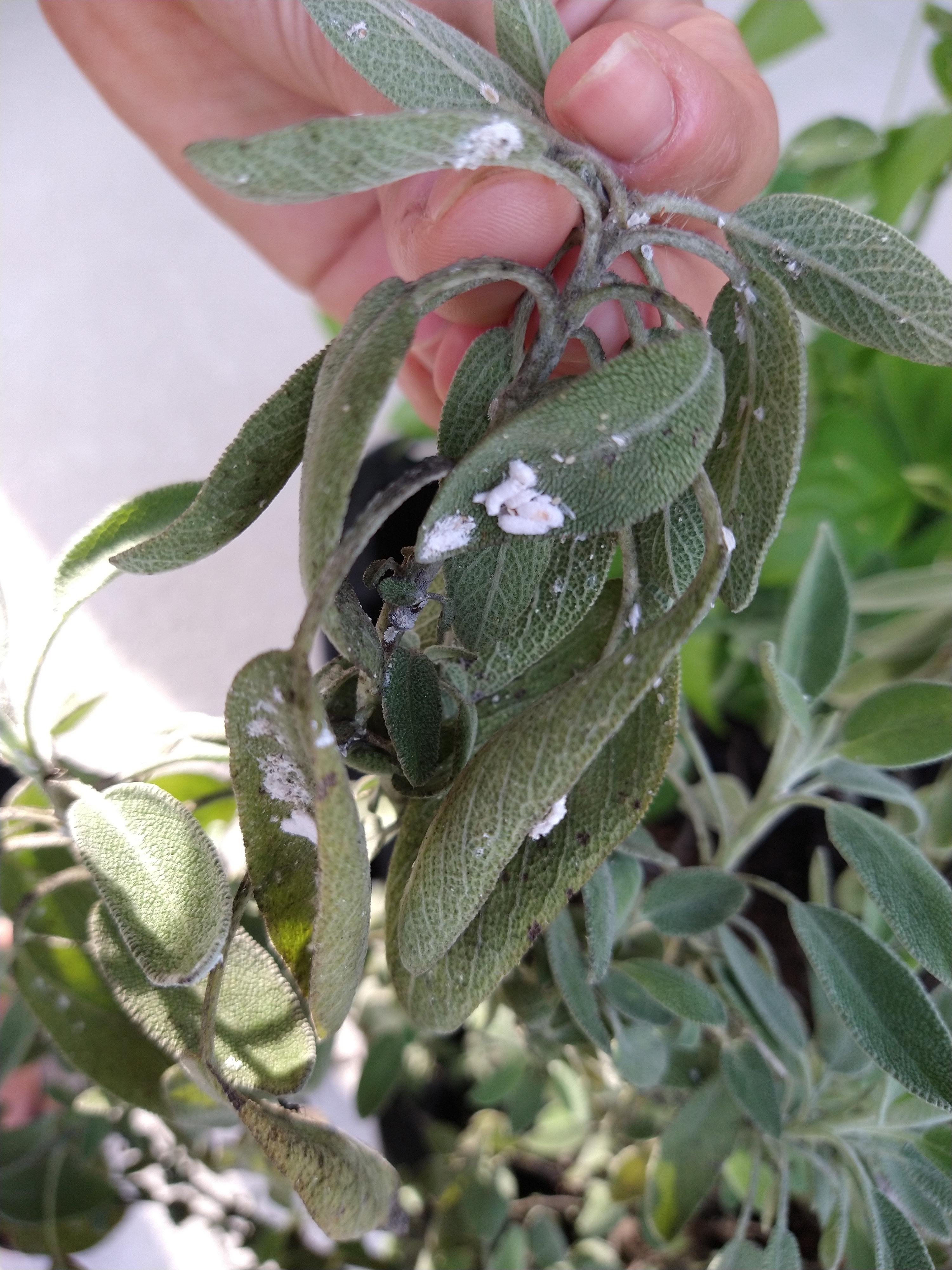 What is wrong with my sage plant?? r/Horticulture