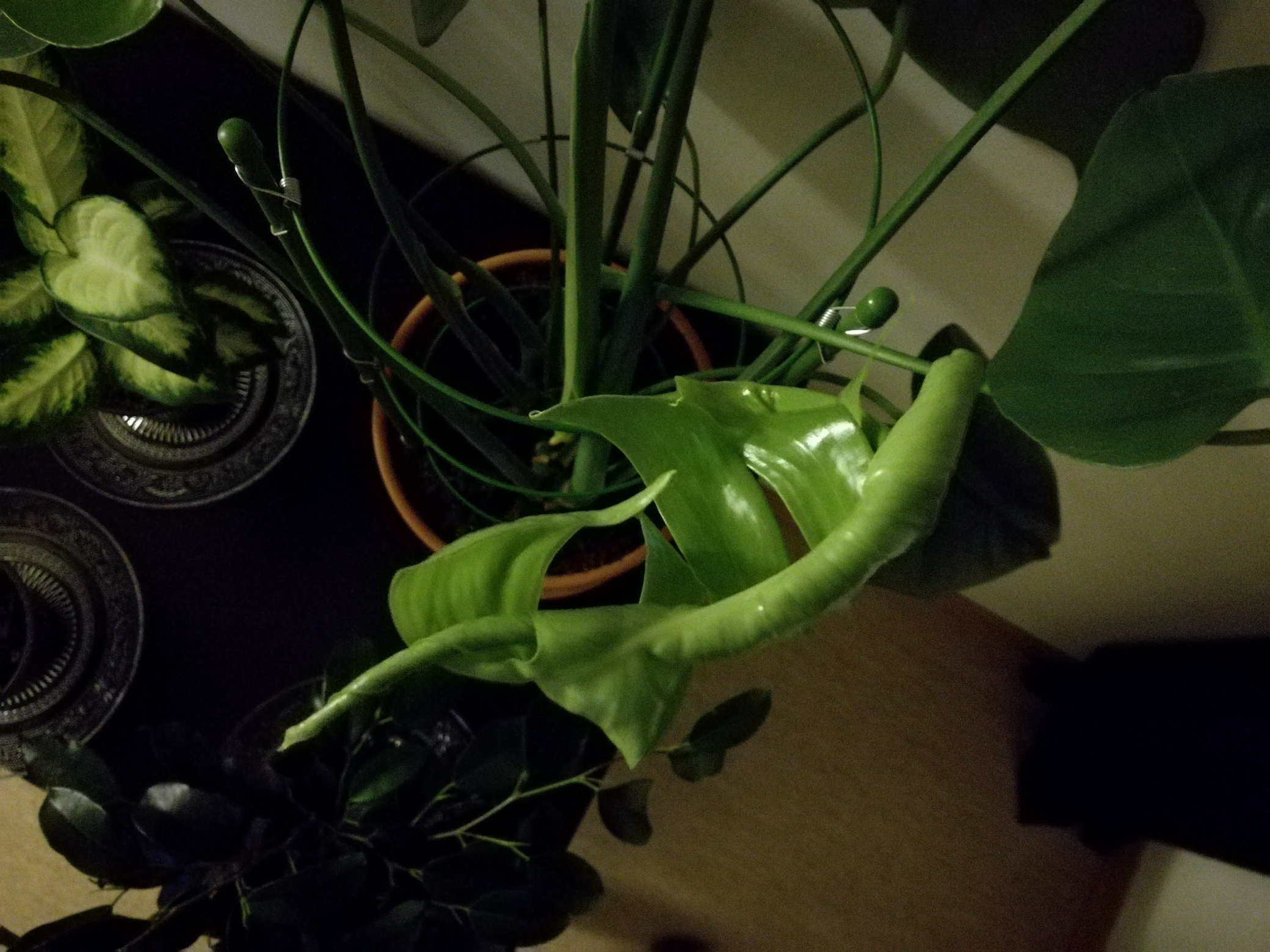 Wait, so monstera leaves are formed with holes in them already? Then