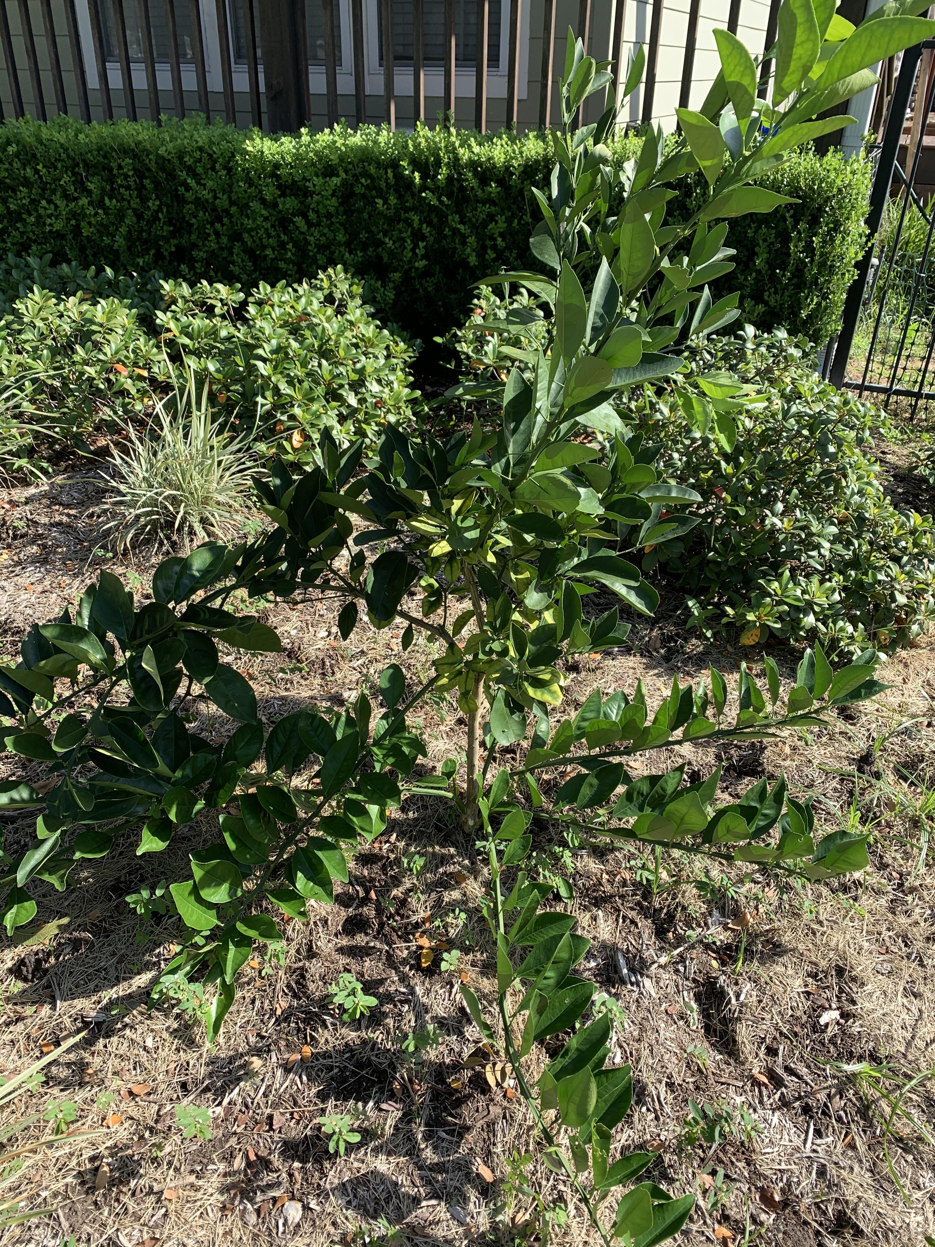 Really want my Cara Cara Orange tree to be a good fruit producer