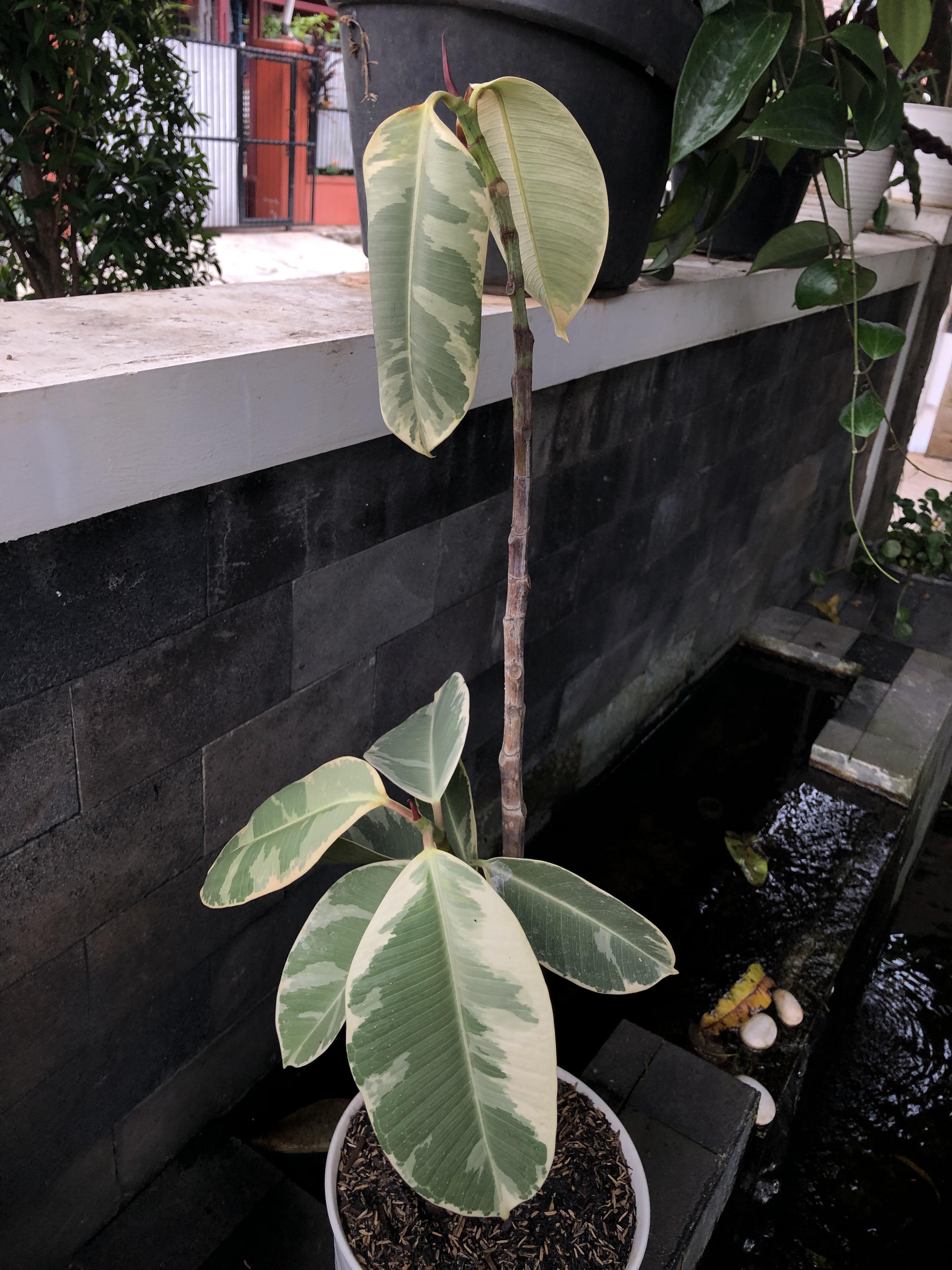 Help! My rubber tree leaves are really light and wilting r/plantclinic
