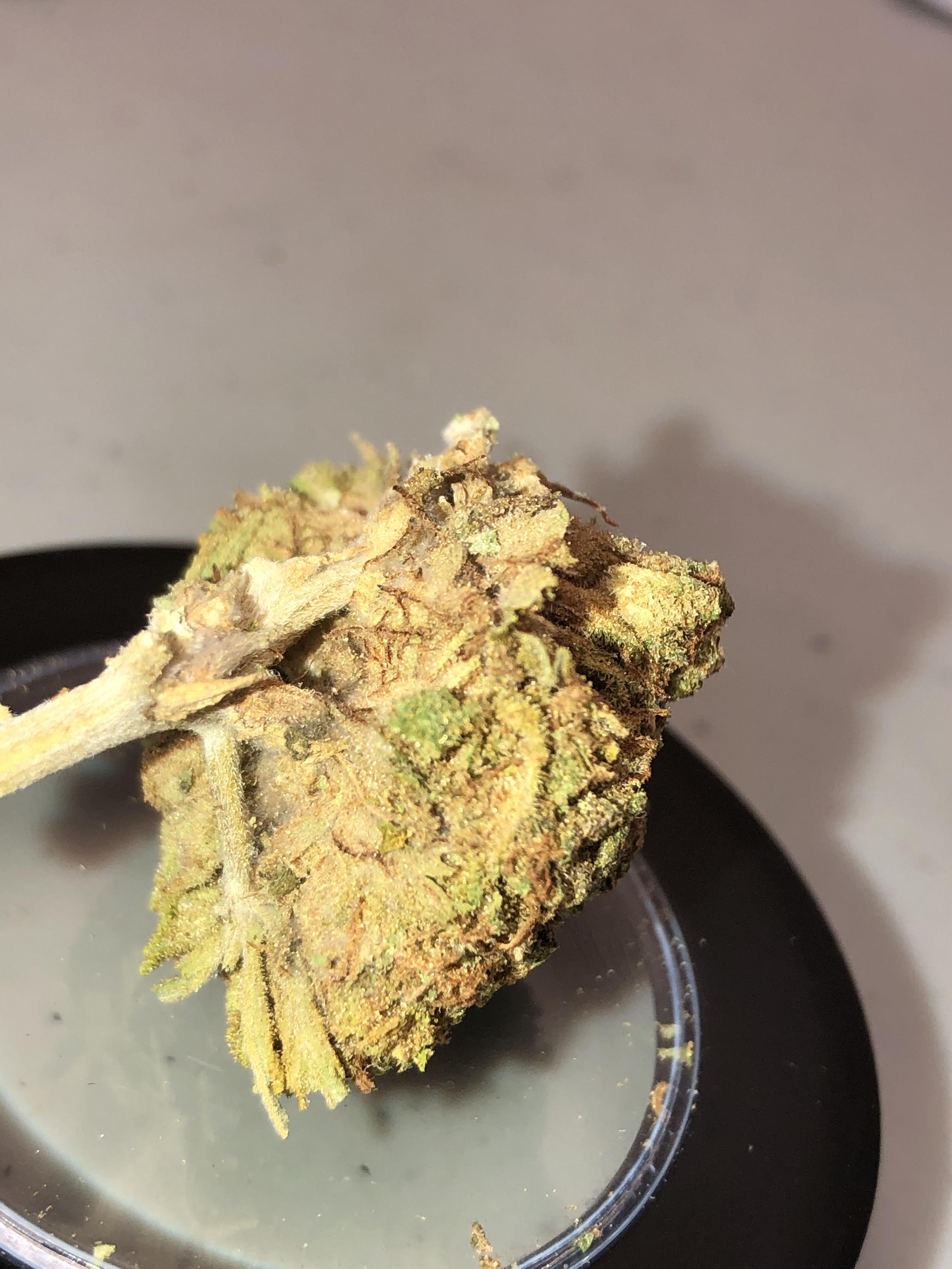 Curious what molded weed looks like? That white cotton spiderweb