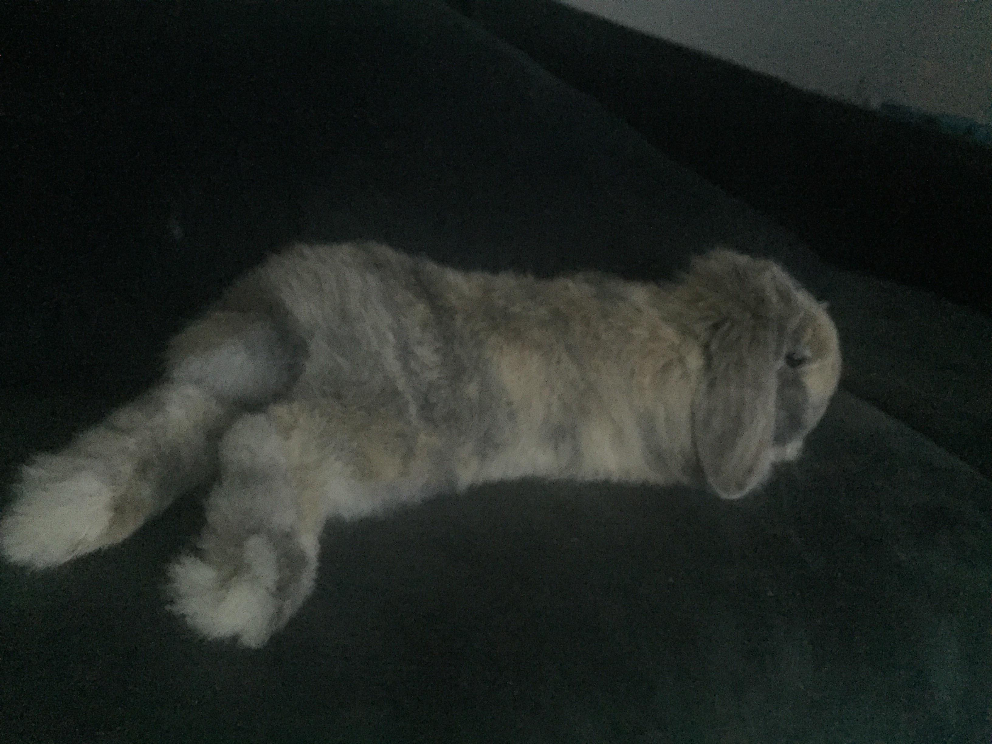 Lounging on the couch r/Rabbits