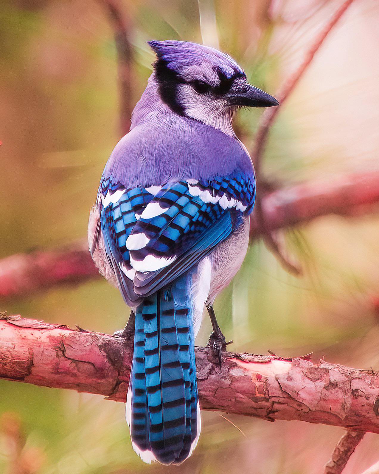 RBJF (Resting Blue Jay Face) r/birding