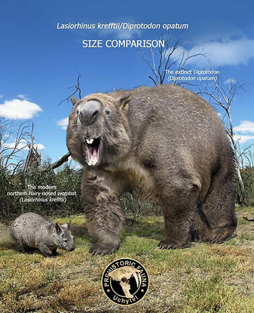 Size comparison Northern hairynosed wombat vs Diprotodon opatum. r