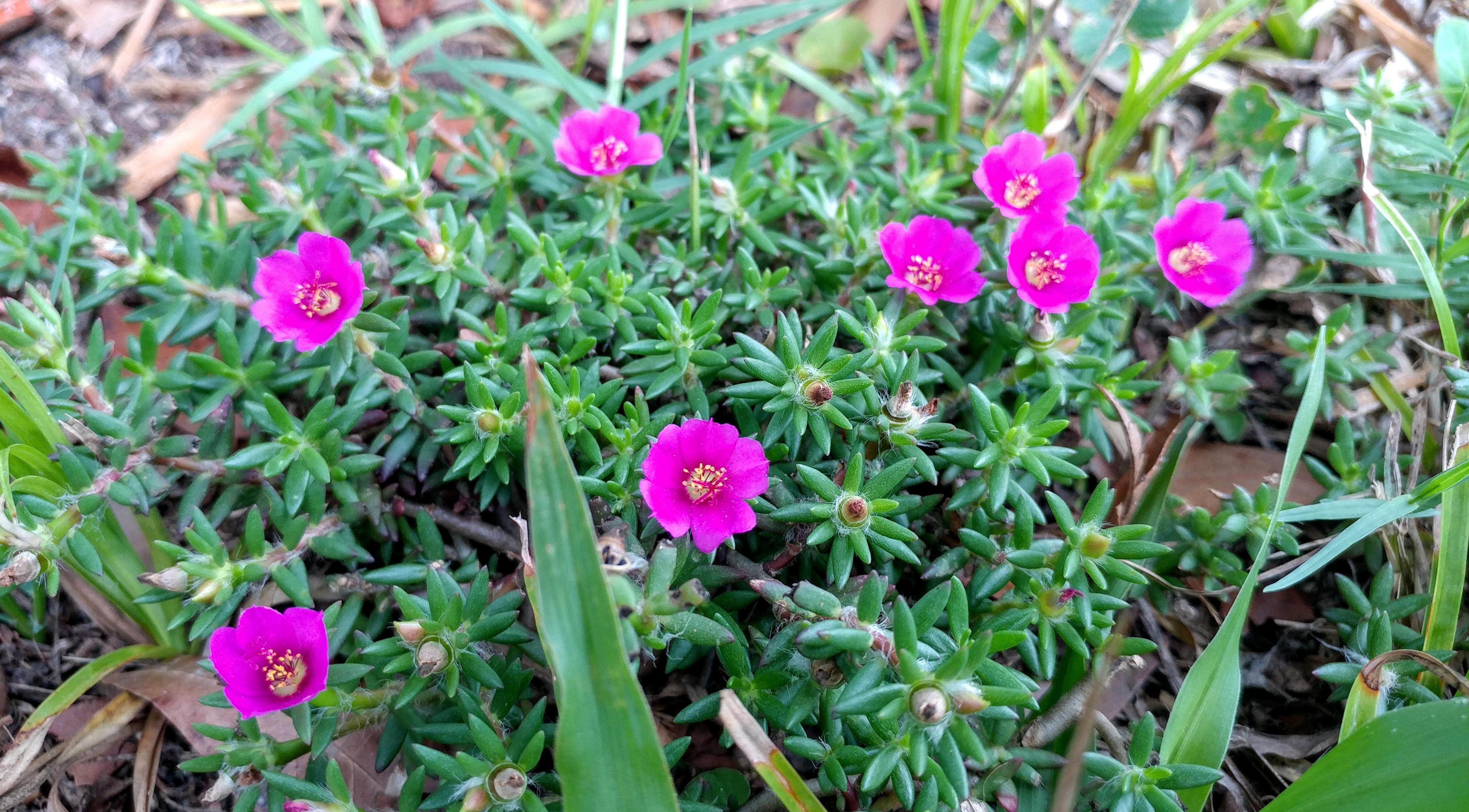 Wild Pink Purslane, Portulaca pilosa r/Wildflowers