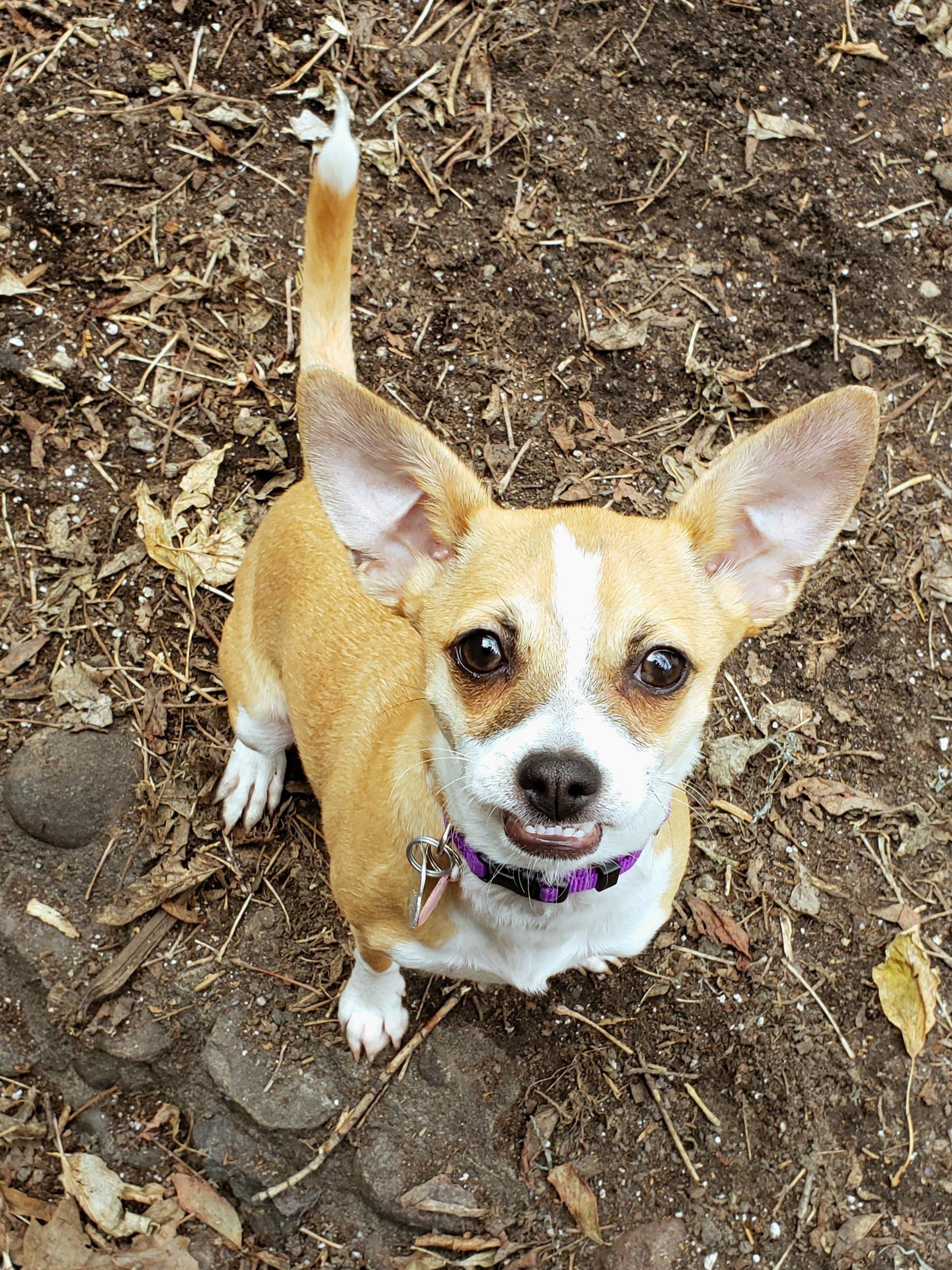 Say cheese! 🧀 r/Chihuahua