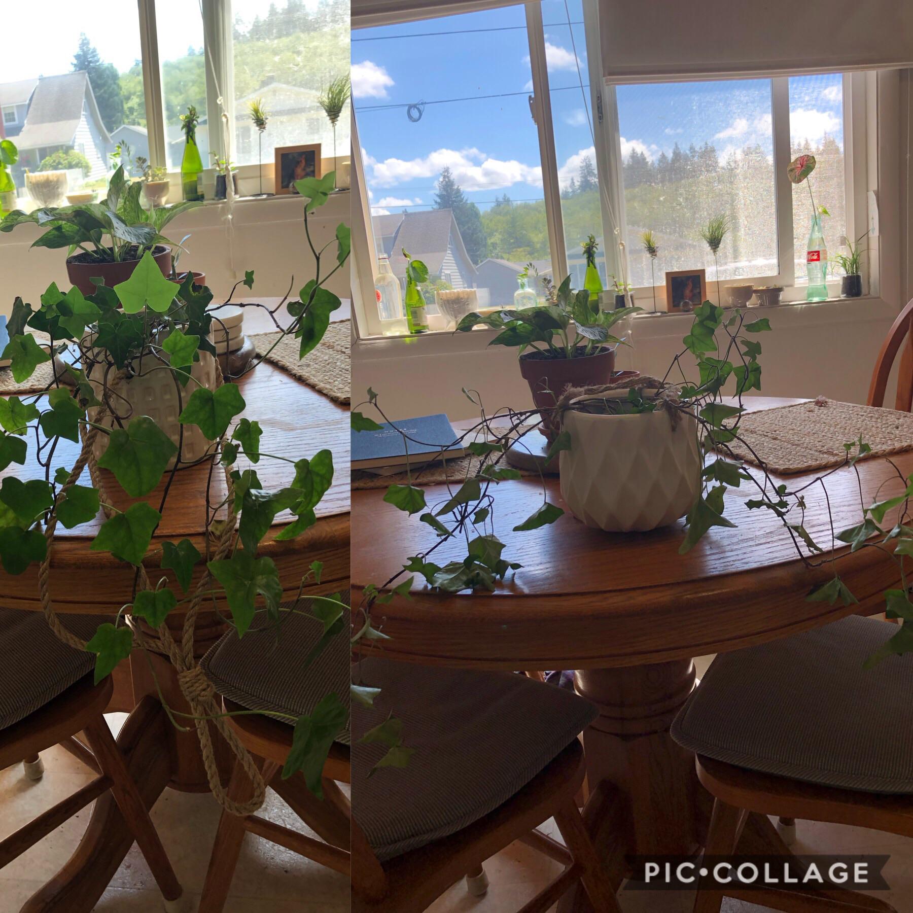 Why is the ivy on the right drooping while the ivy on the left looks