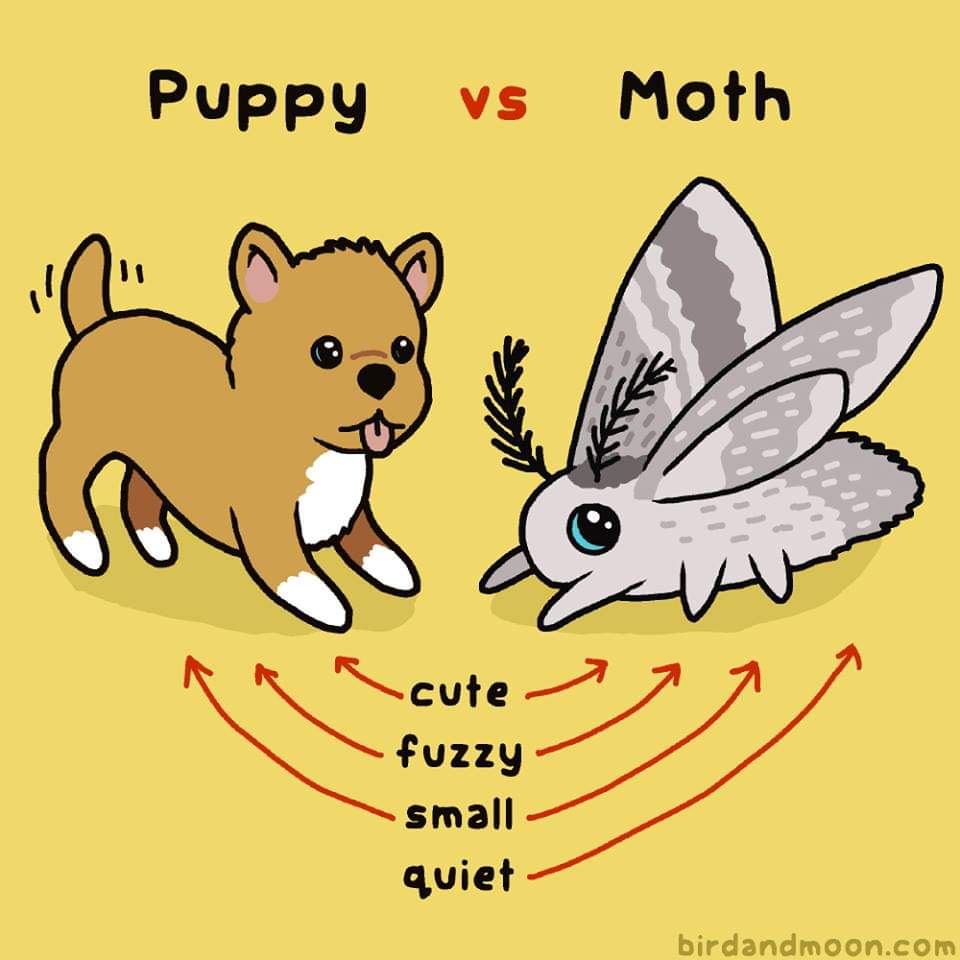 Puppy vs moth r/DogfreeHumor