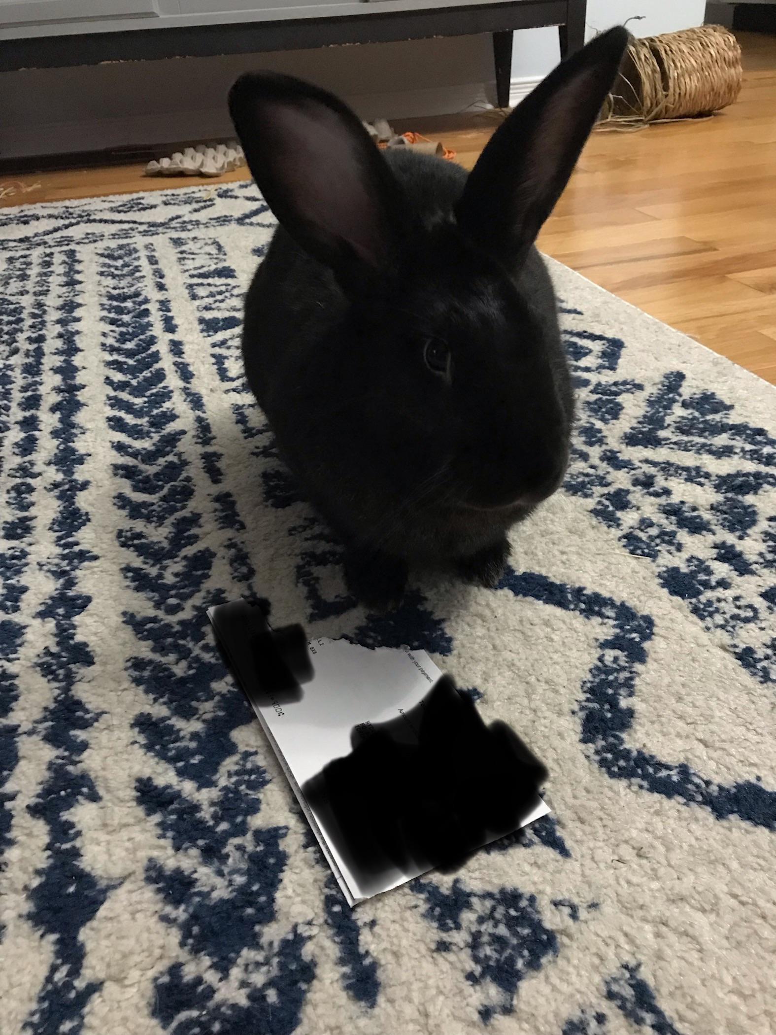 Rabbit question. If your bunny tears apart your utility bill, do you