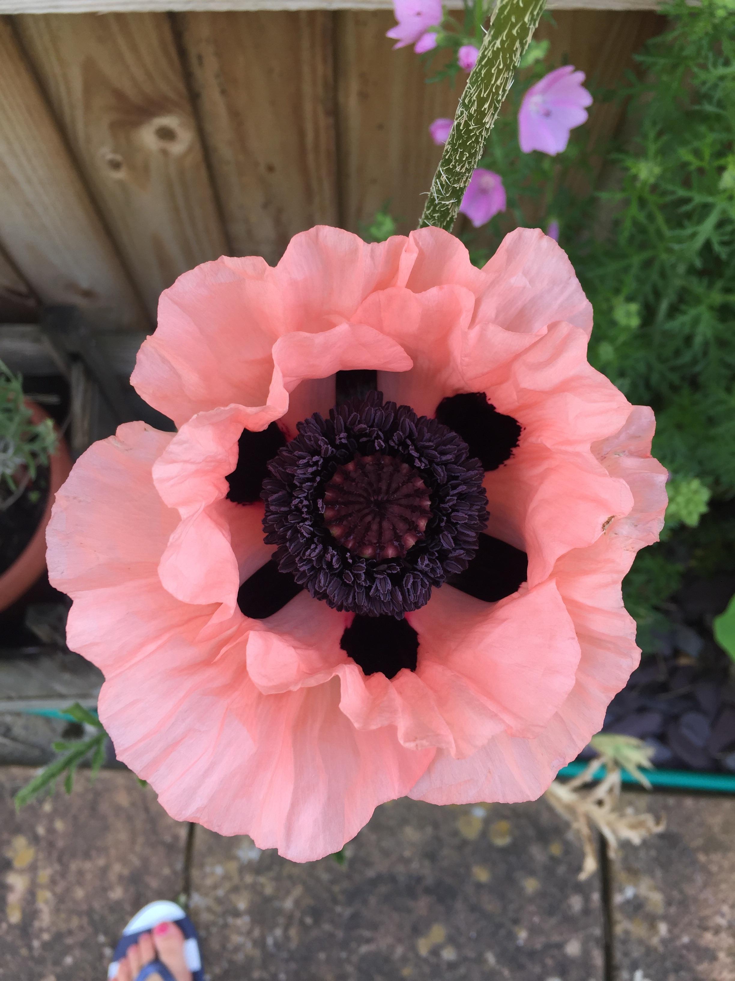 Lovely pink poppy in the garden. r/gardening