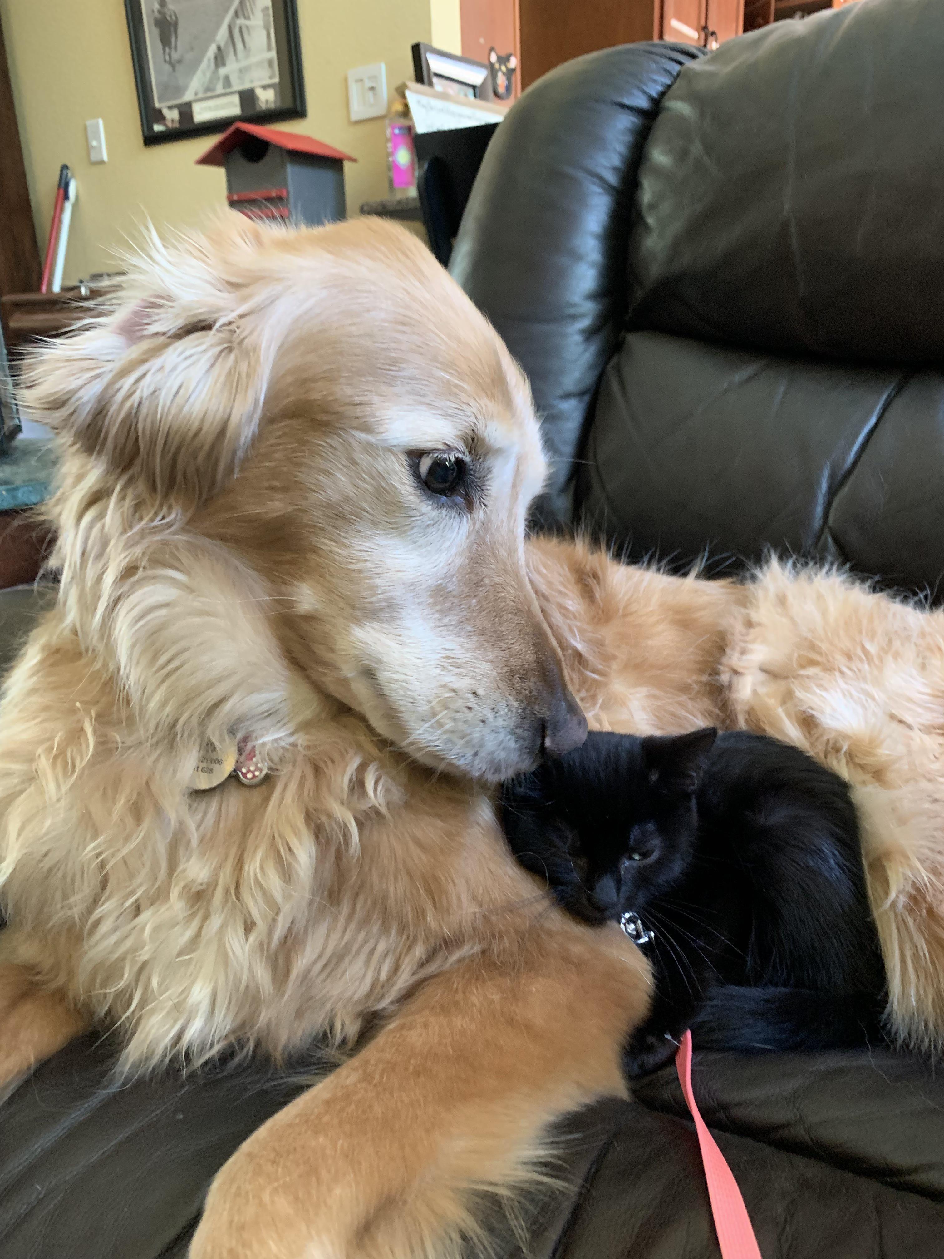 She likes to cuddle with our dog. CatsWithDogs