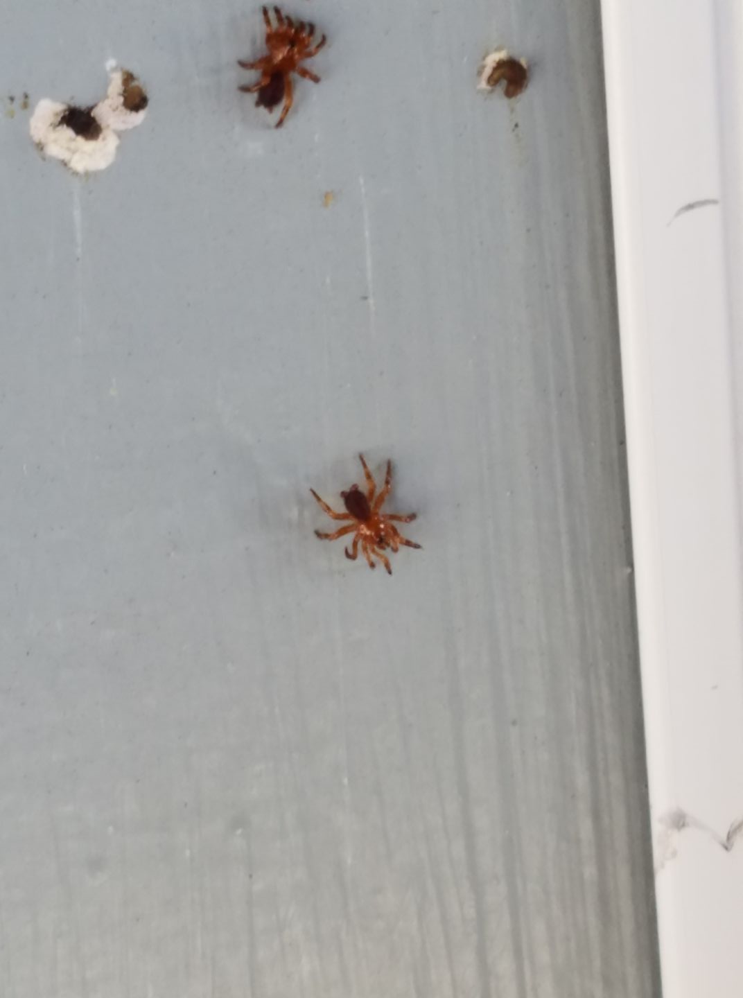 Can any one ID? Oklahoma, USA small red spider with brownish red butt