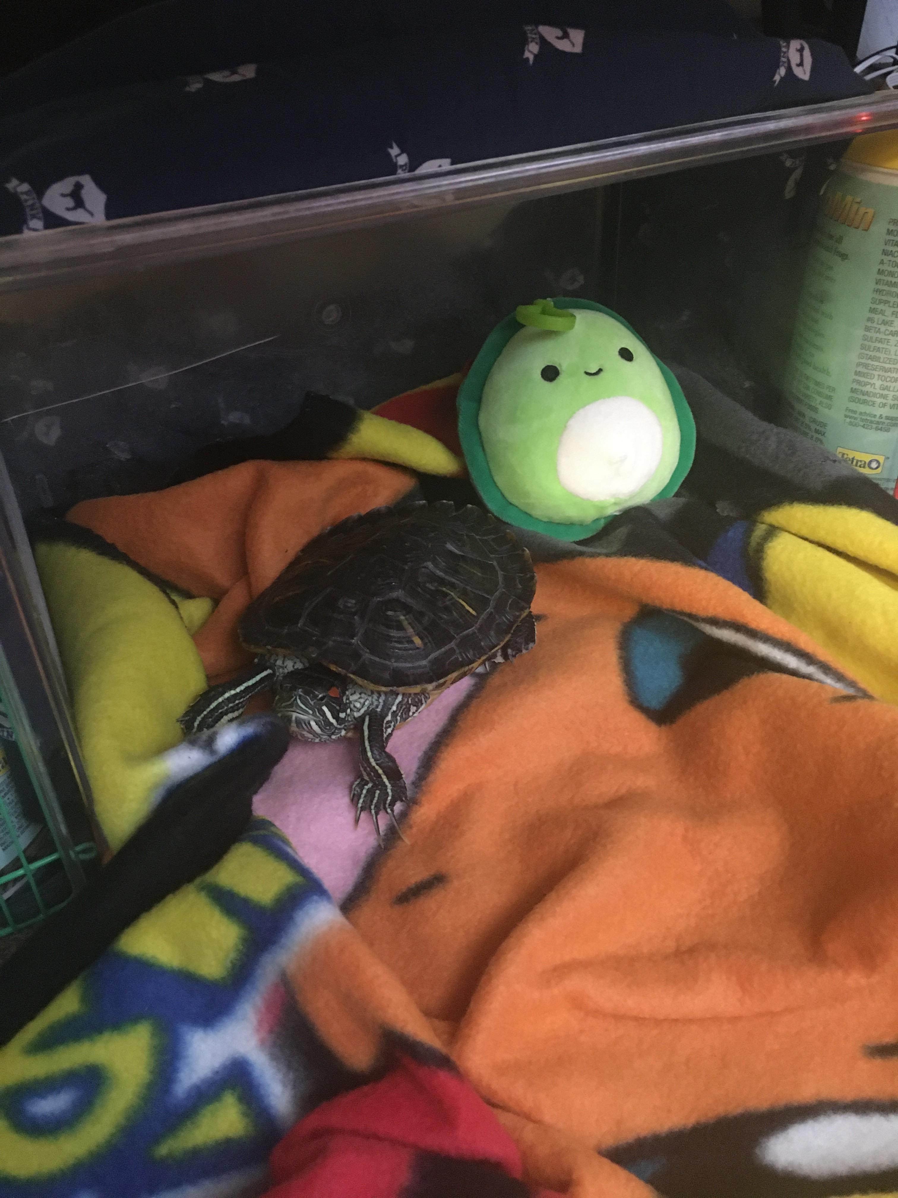 Qī says hi! (happyturtleqi on insta if you wanna stop by