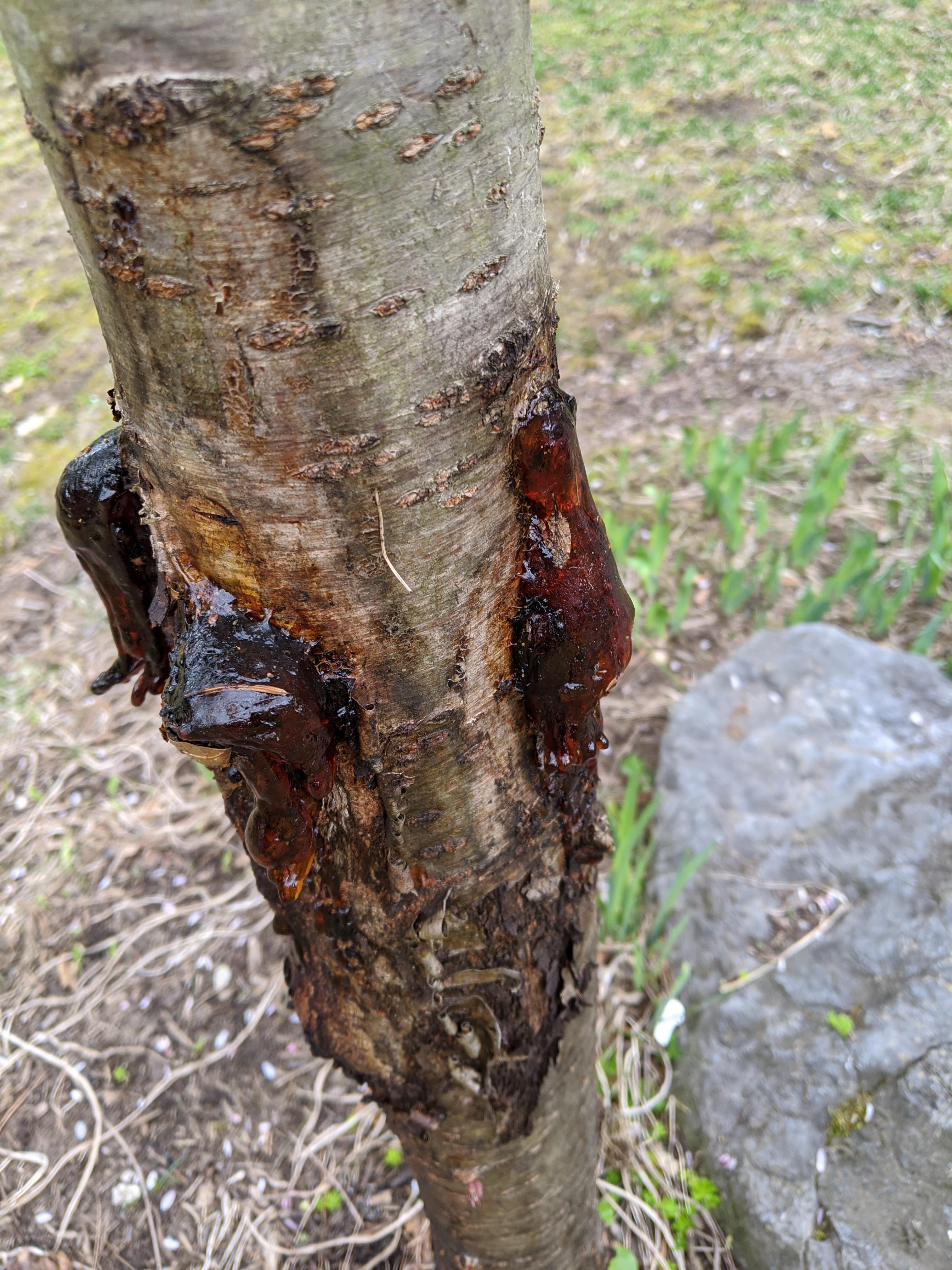 What's this hard amber sap on my cherry tree? Seems like it needs some