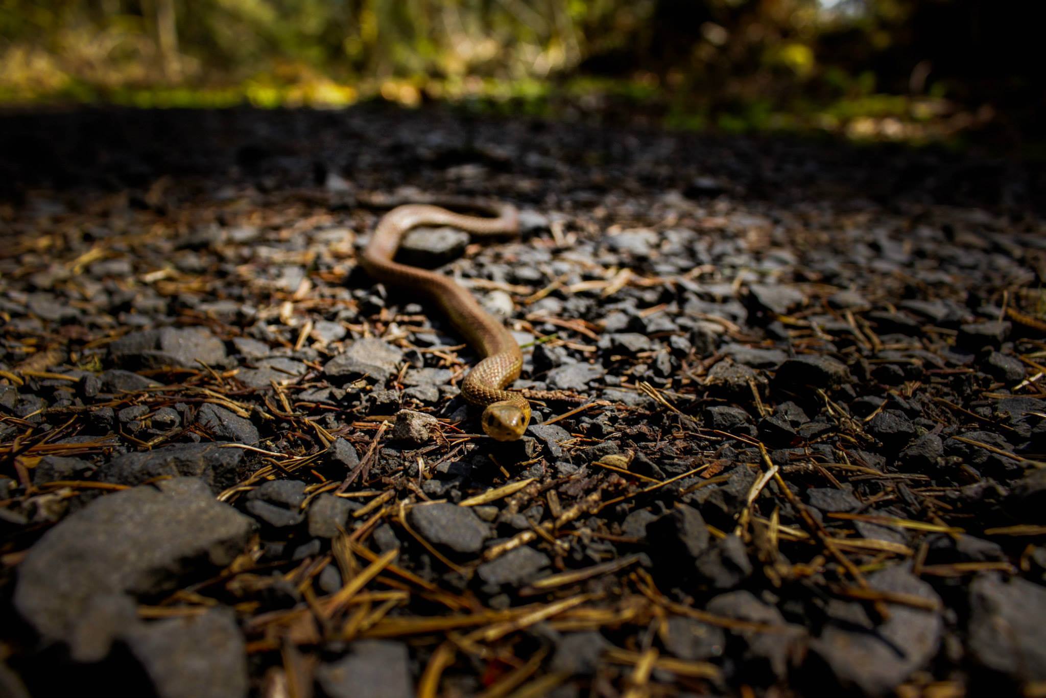 Rubber Boa on a trail in Oregon r/snakes