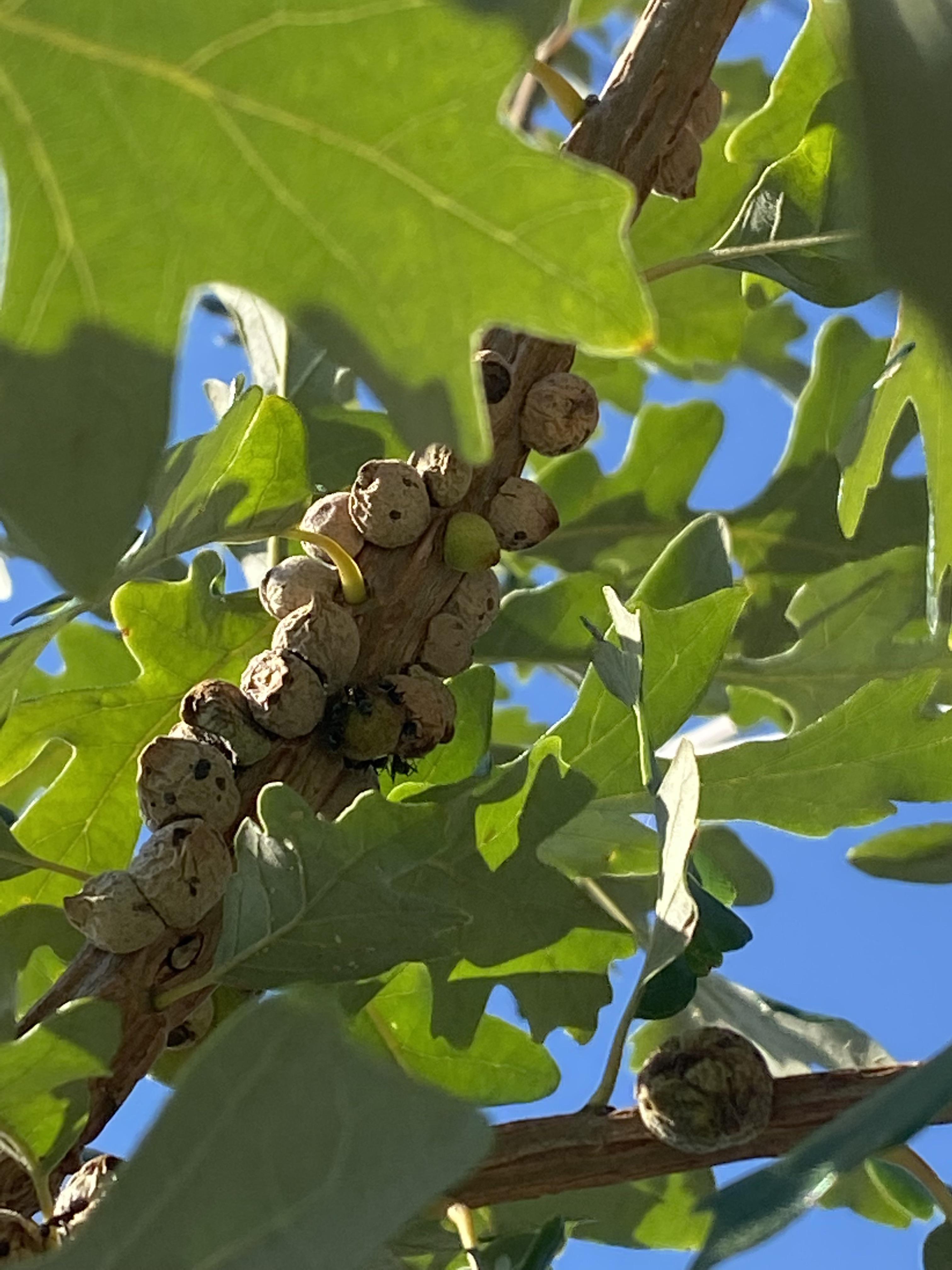 Oak Gall — 5 year old oak, I took this as a two leaf little stick from