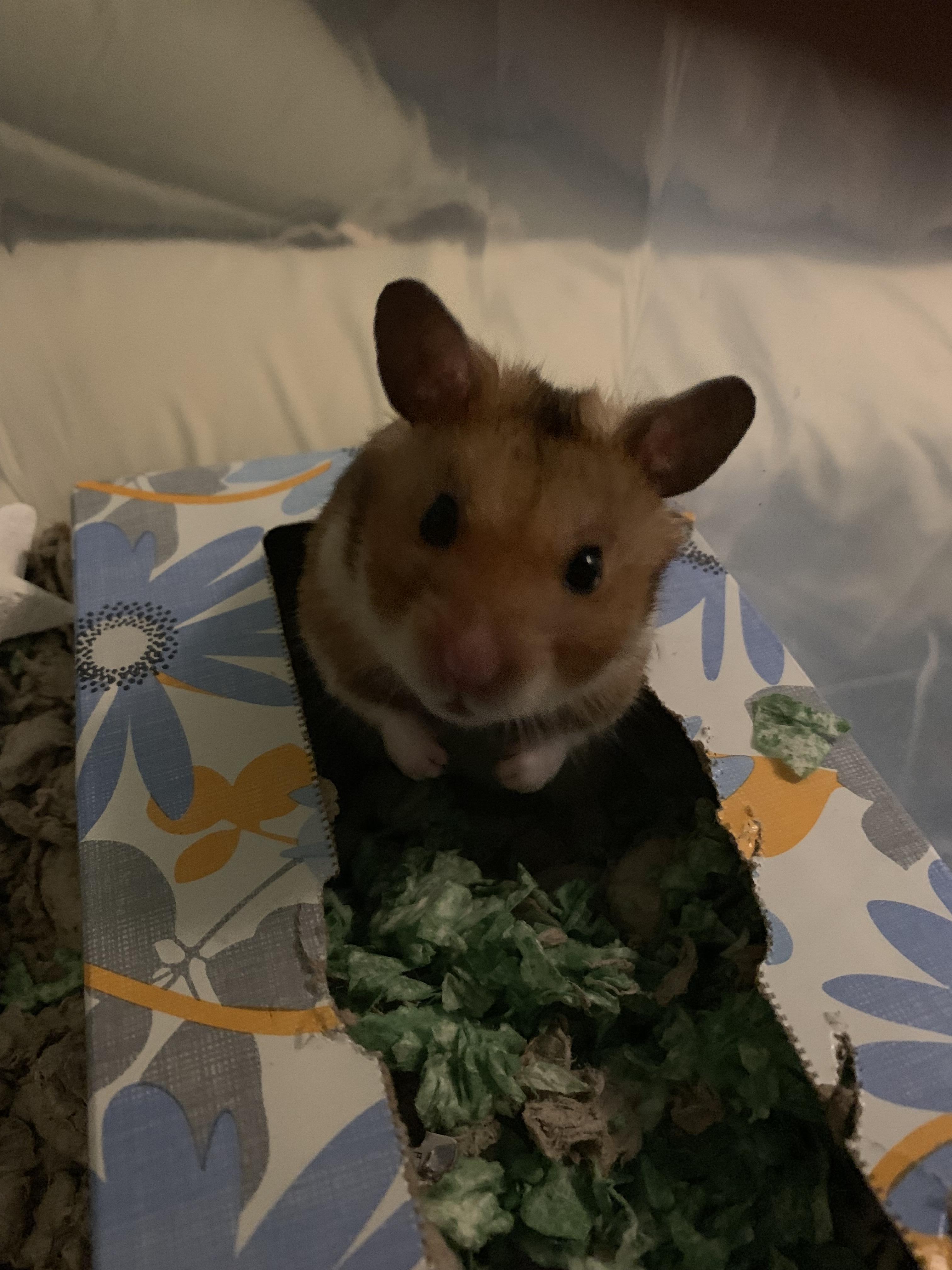 He loves his tissue box more than any house or toy I’ve bought for him