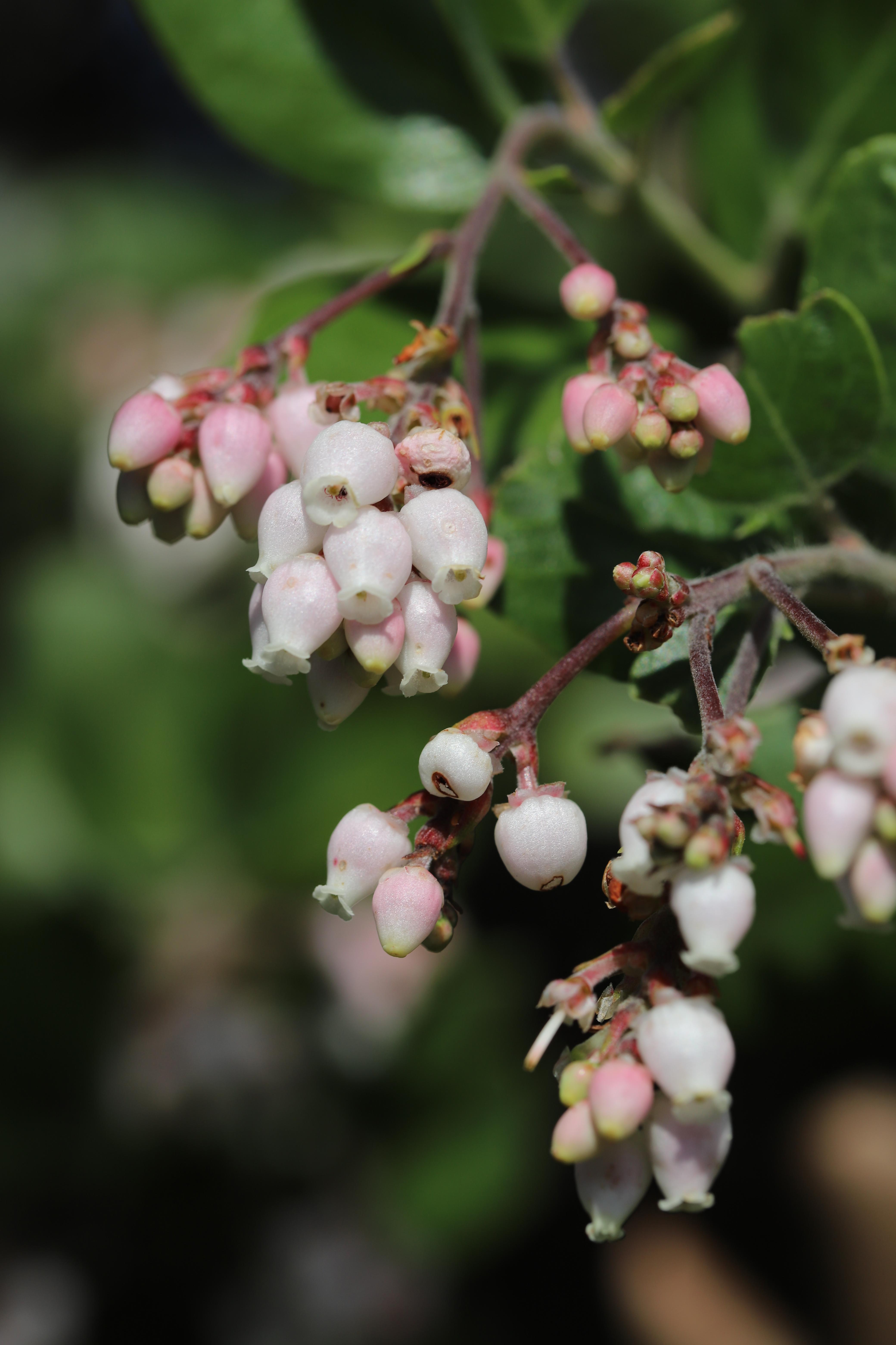 Brittle Leaf Manzanita (Arctostaphylos crustacea ssp. crustacea), Big Basin Redwoods State Park