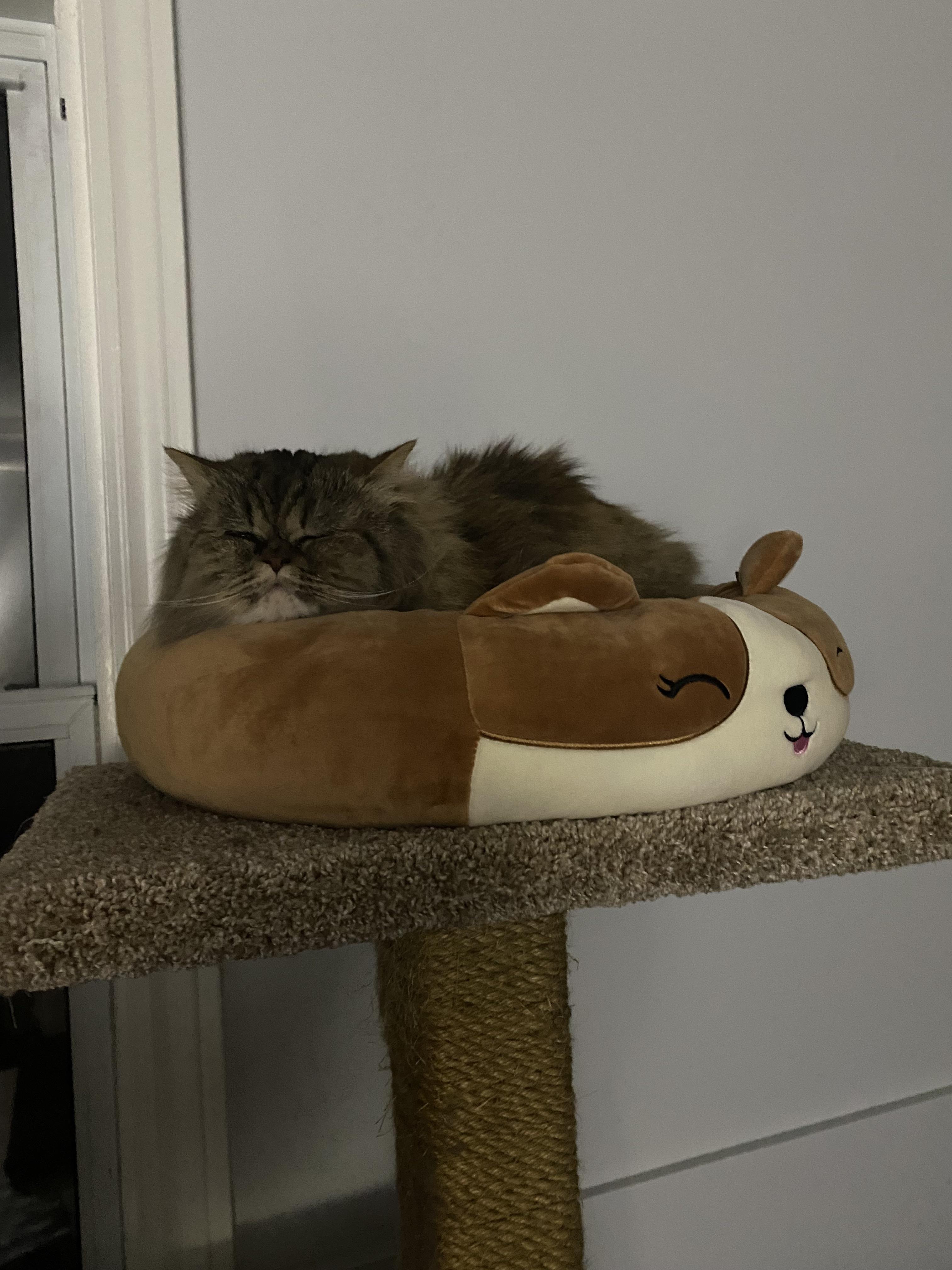 Squish Pet Bed Update… It’s Cat Approved! r/squishmallow