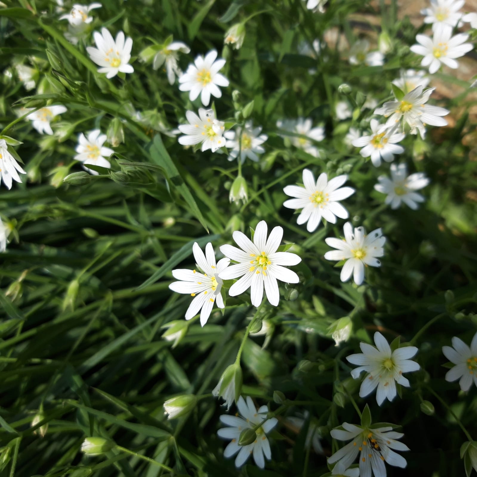 Hello Reddit Gardeners. Can anyone please help identify this plant from