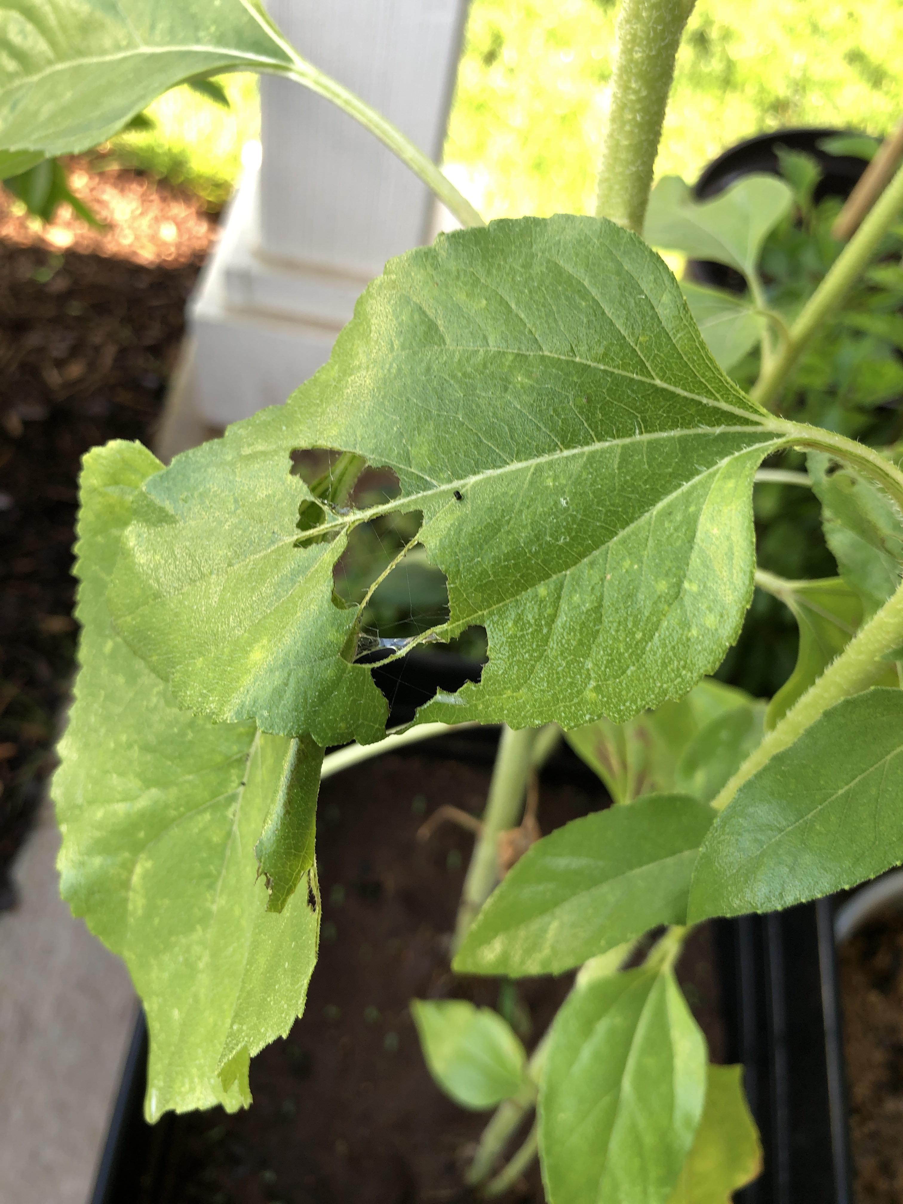 What are these things eating my sunflower? r/whatsthisbug