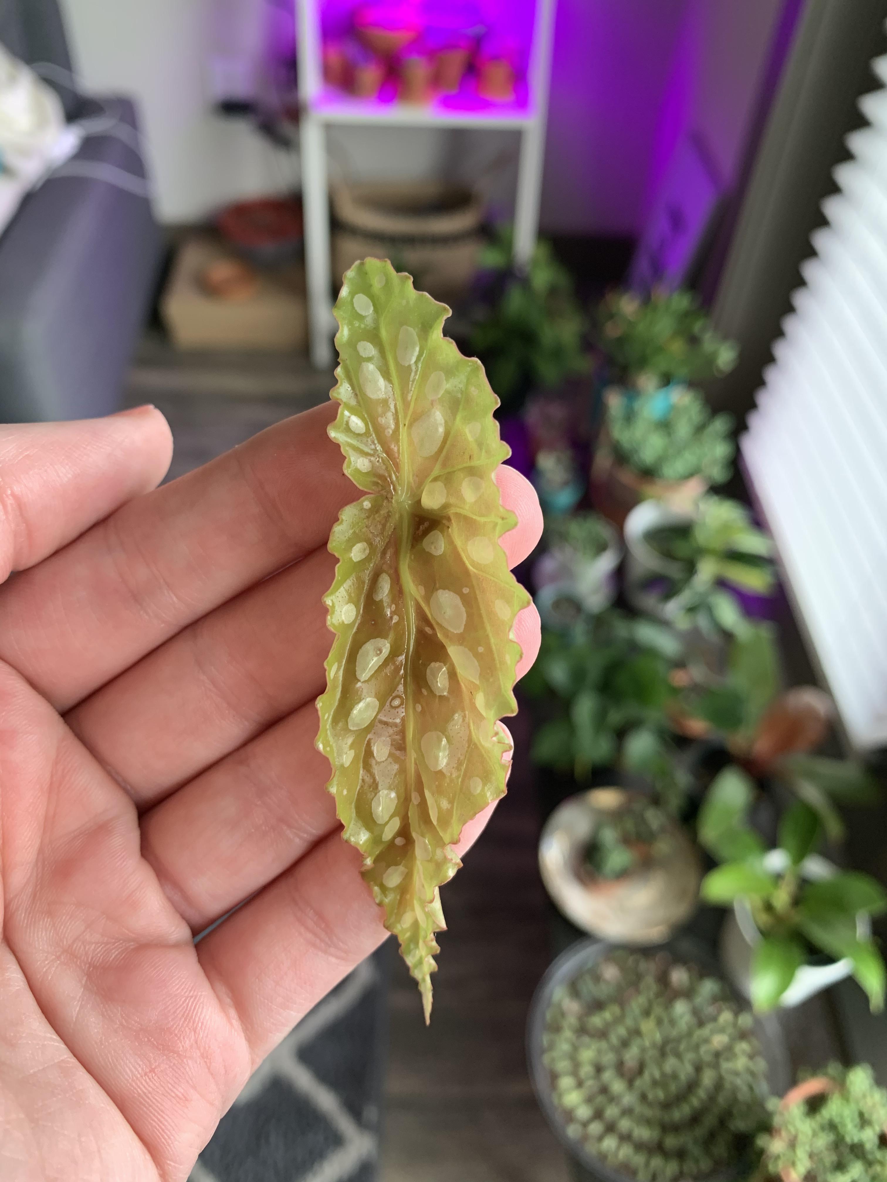 My begonia keeps losing its new leaves! What could be causing this? r
