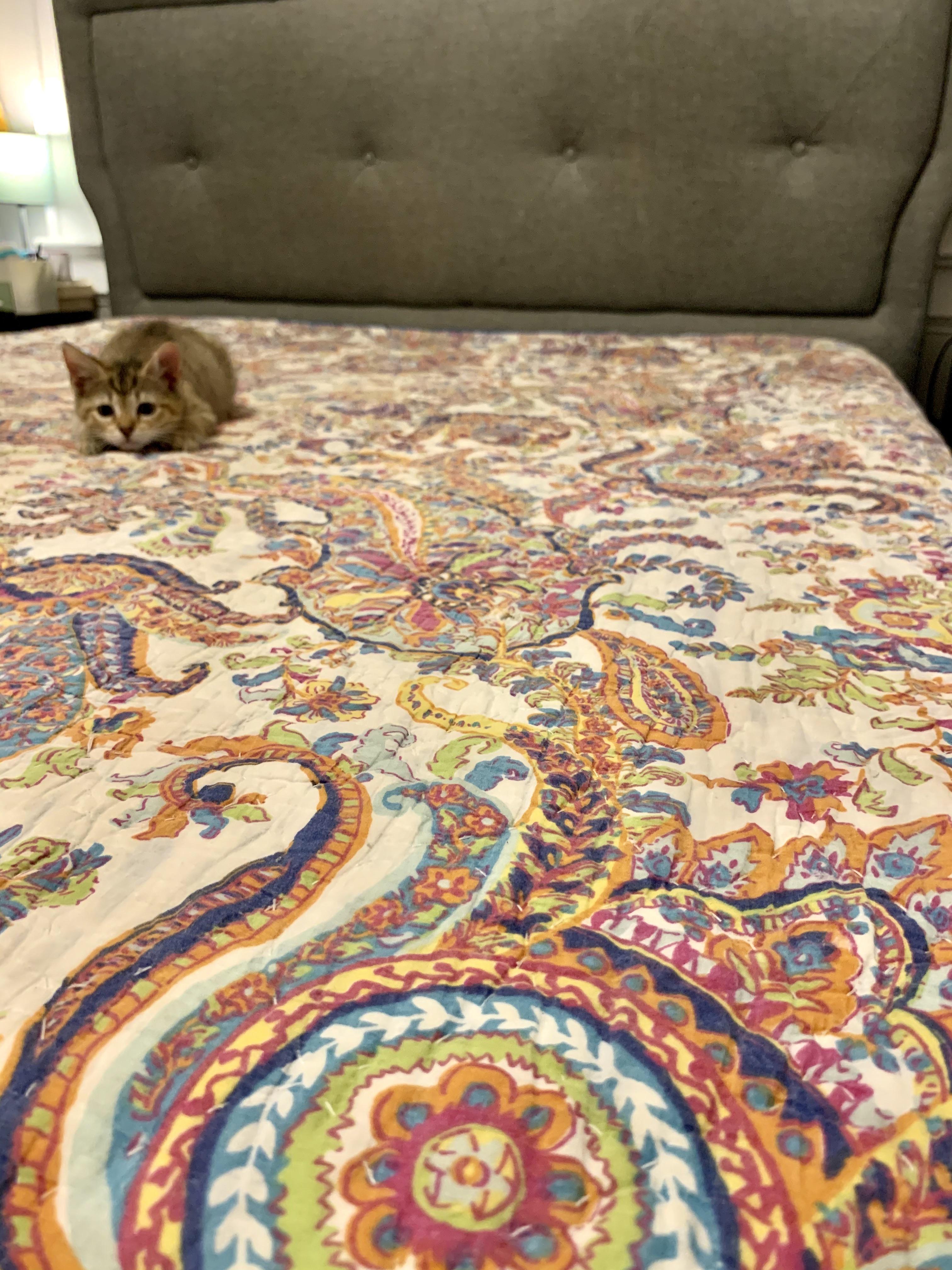 I got this queen size Pottery Barn quilt for 10! I LOVE it, and so