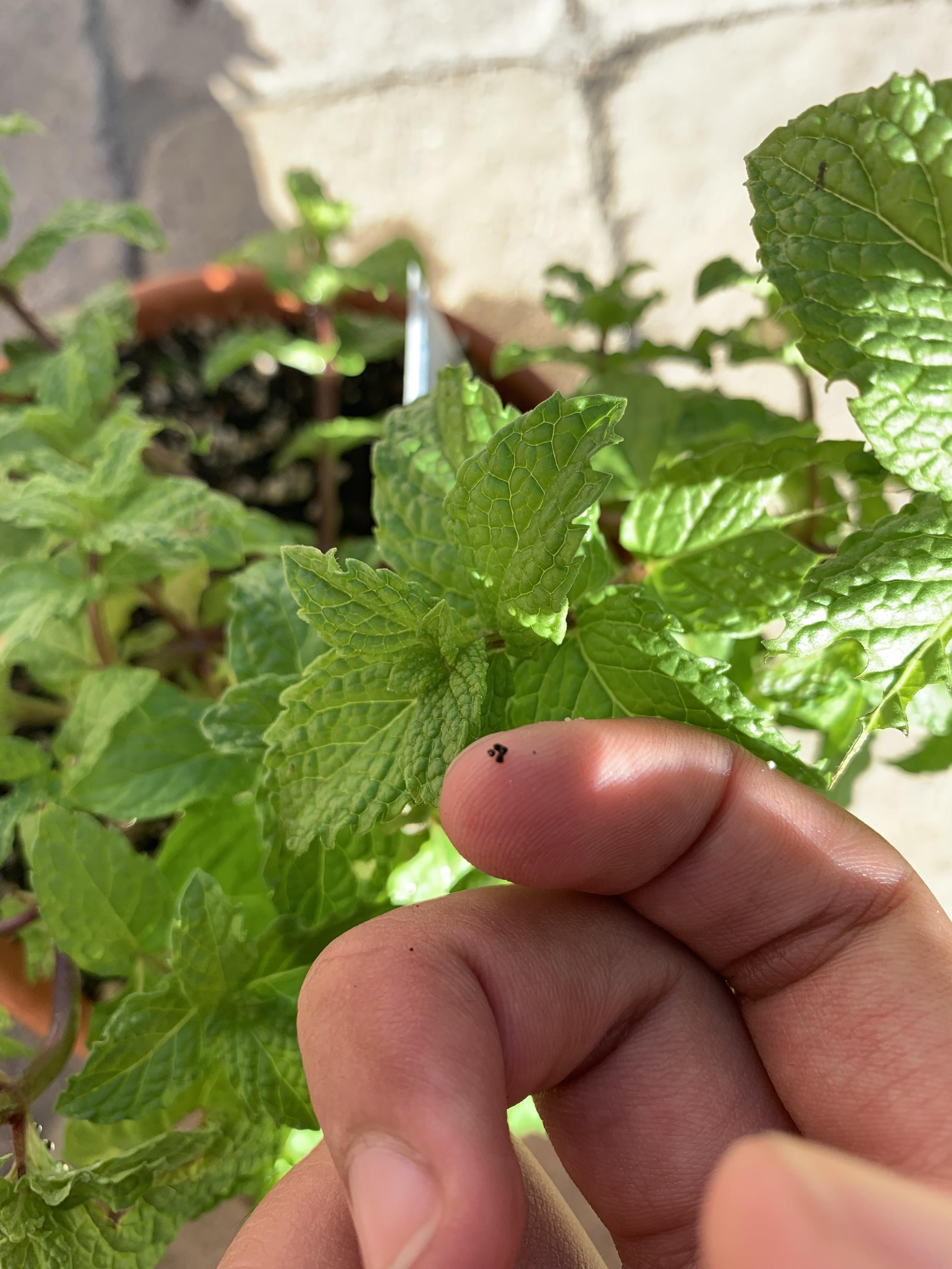 Super small black balls on my mint plant (what are they) r/gardening
