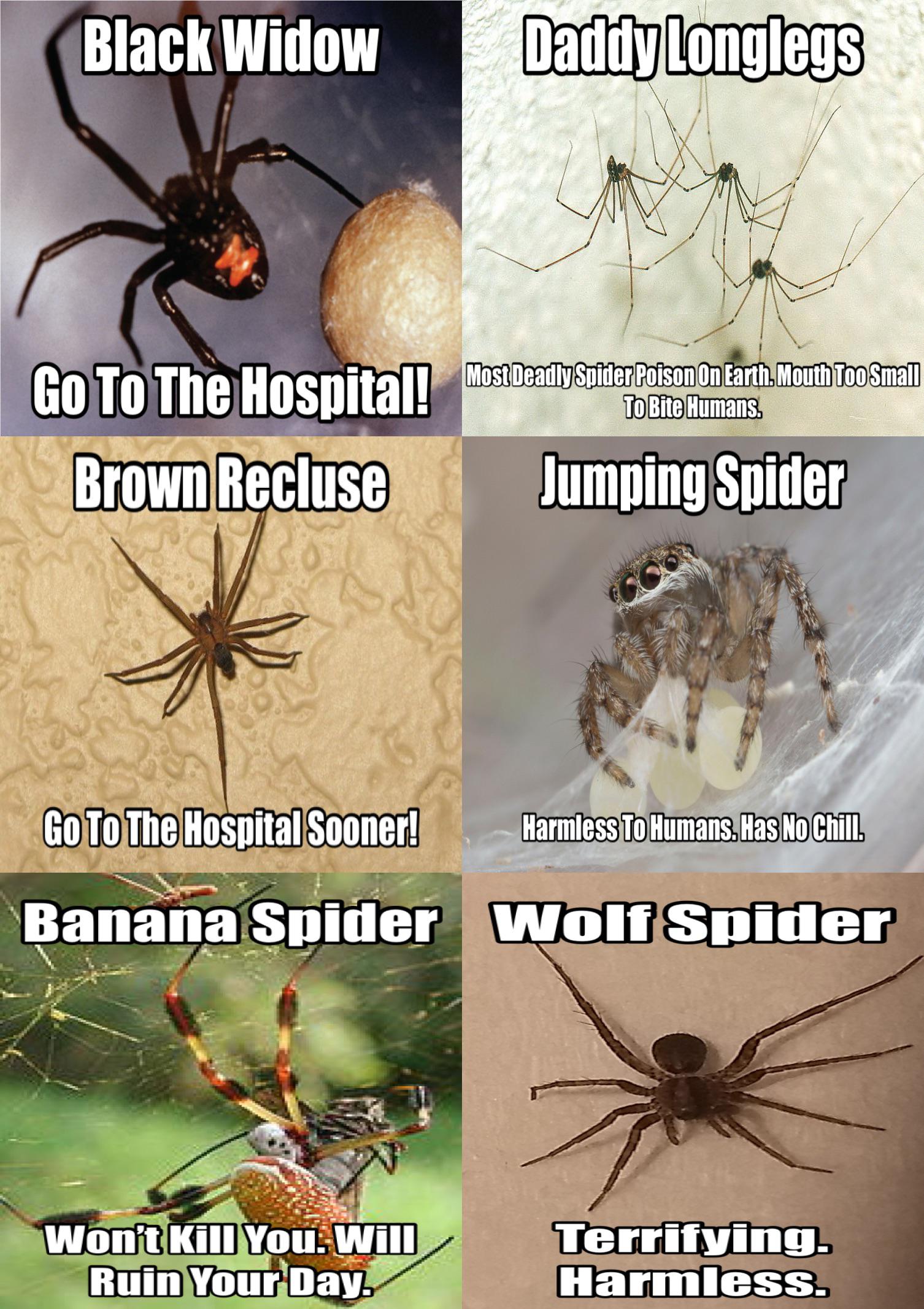 Spider Daddy Long Legs Meme Meme Painted