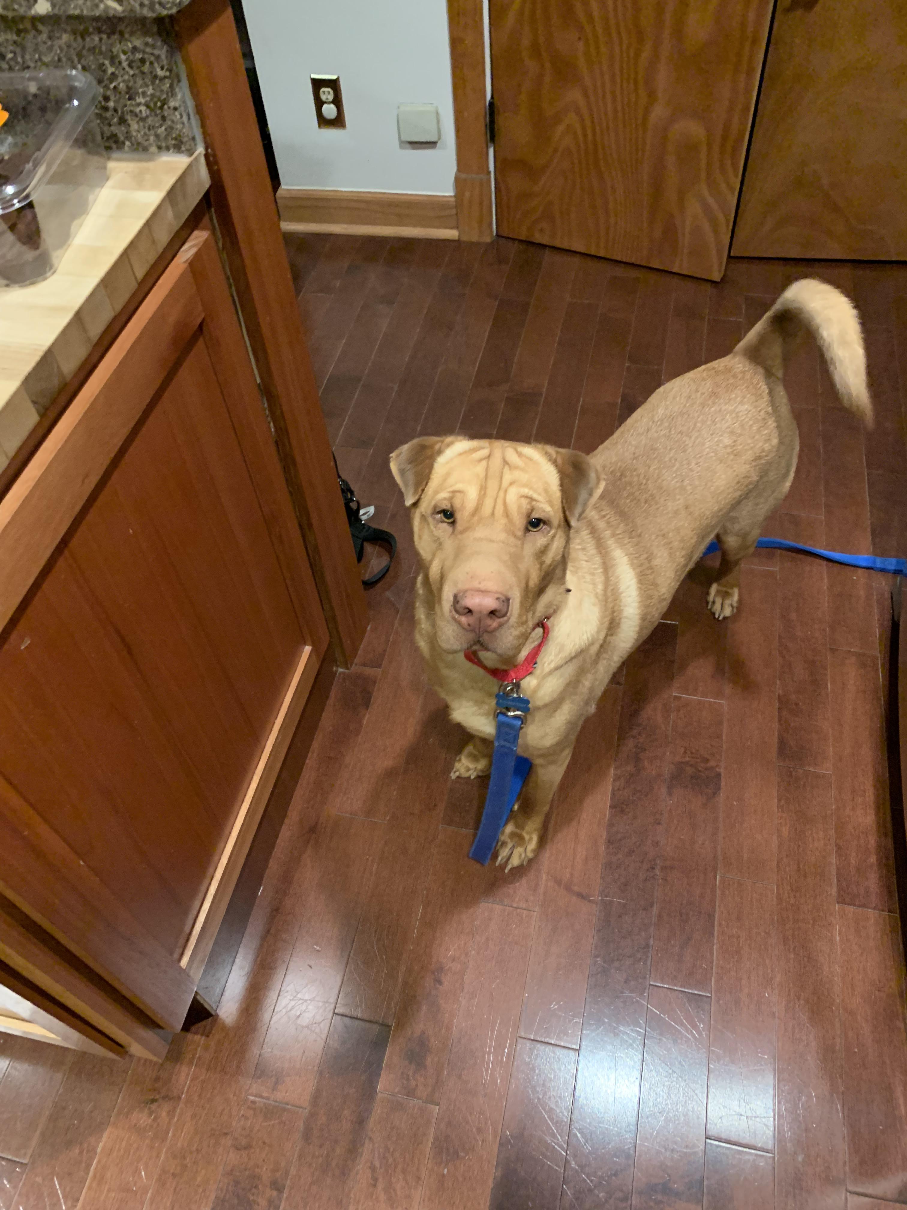 We rescued this SharPei/Lab mix. His name is Wrinkle and he’s the