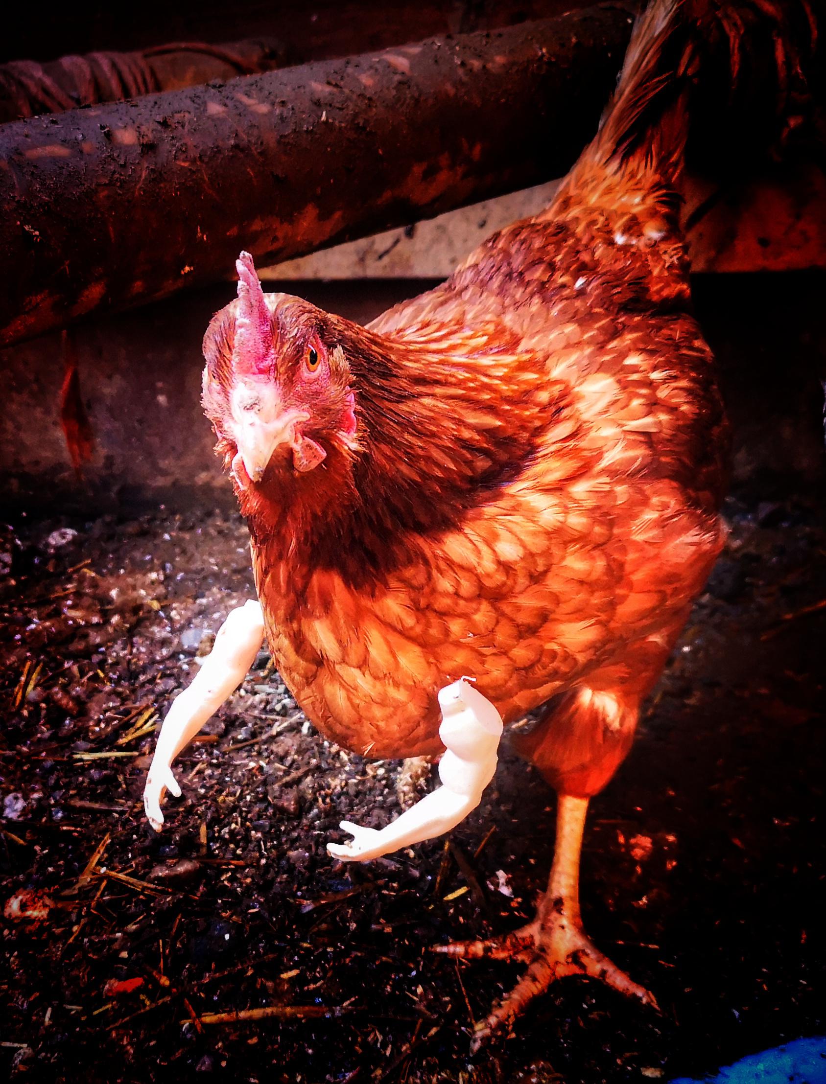 I feel chickens would be dangerous if they actually had arms r