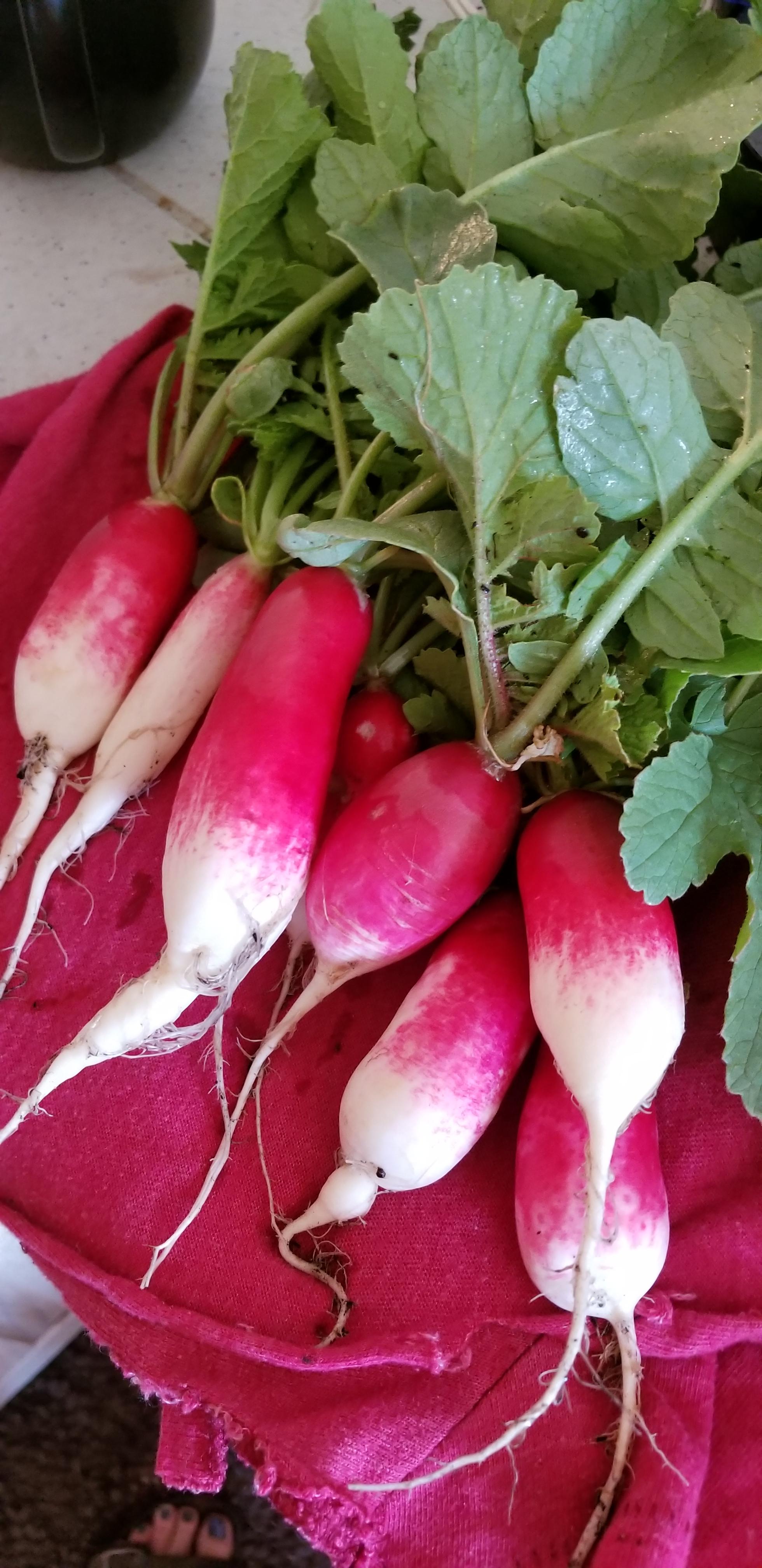 A little late, but first harvest! French Breakfast Radishes. Zone 6B