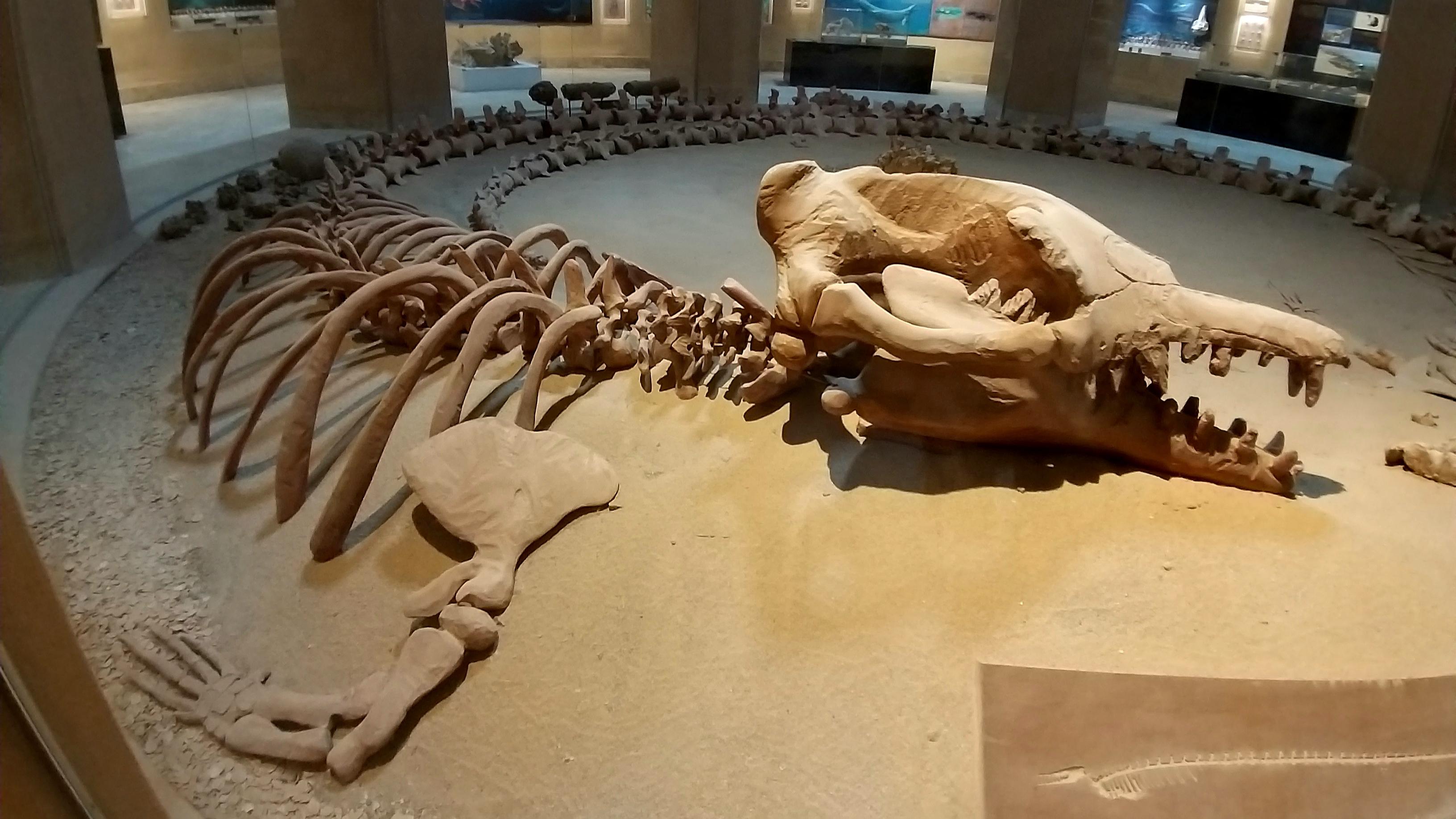 Basilosaurus Isis skeleton. Fayoum, Egypt. r/Naturewasmetal