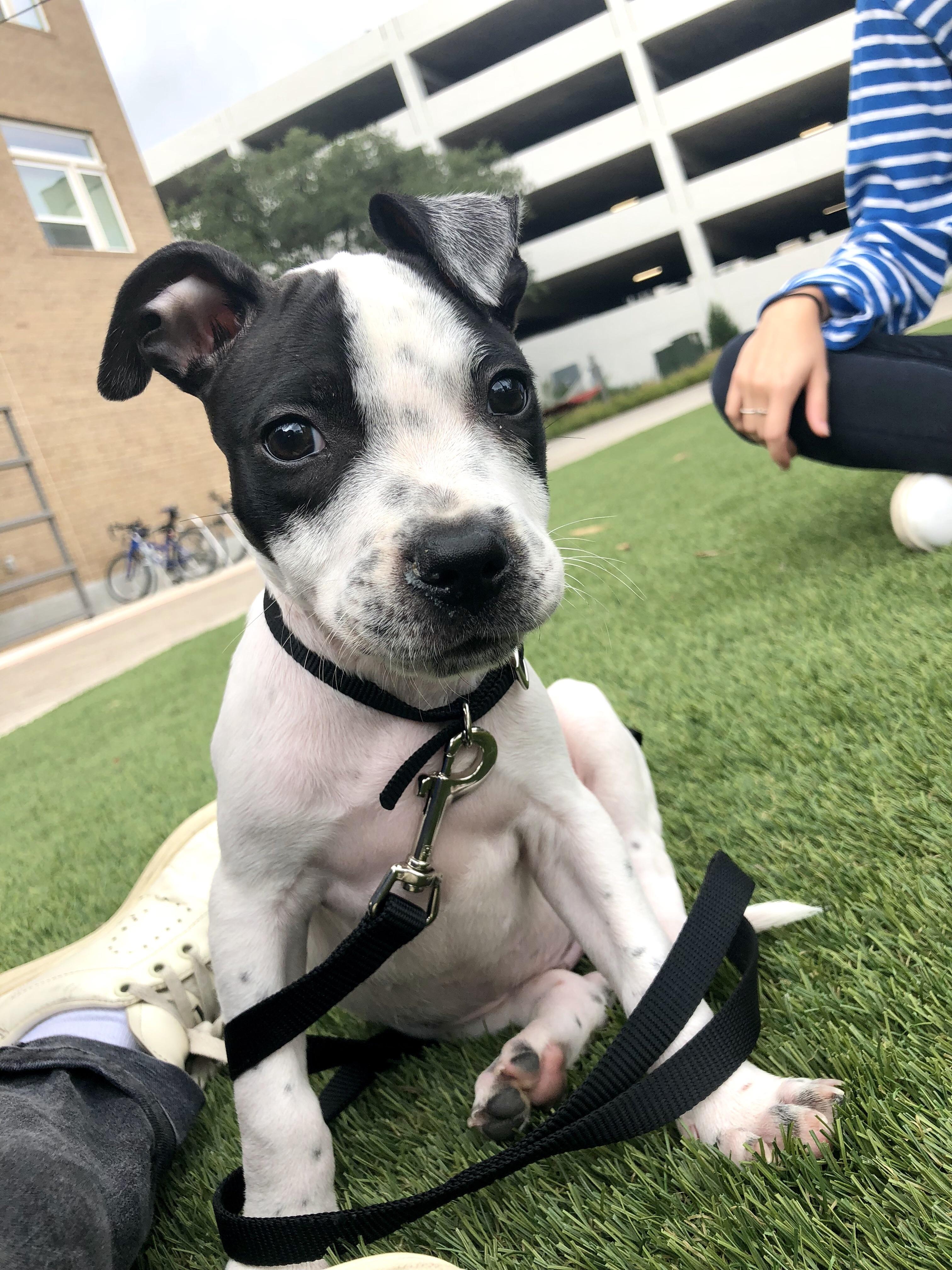 New dog owner alert. Reddit meet Louis r/aww