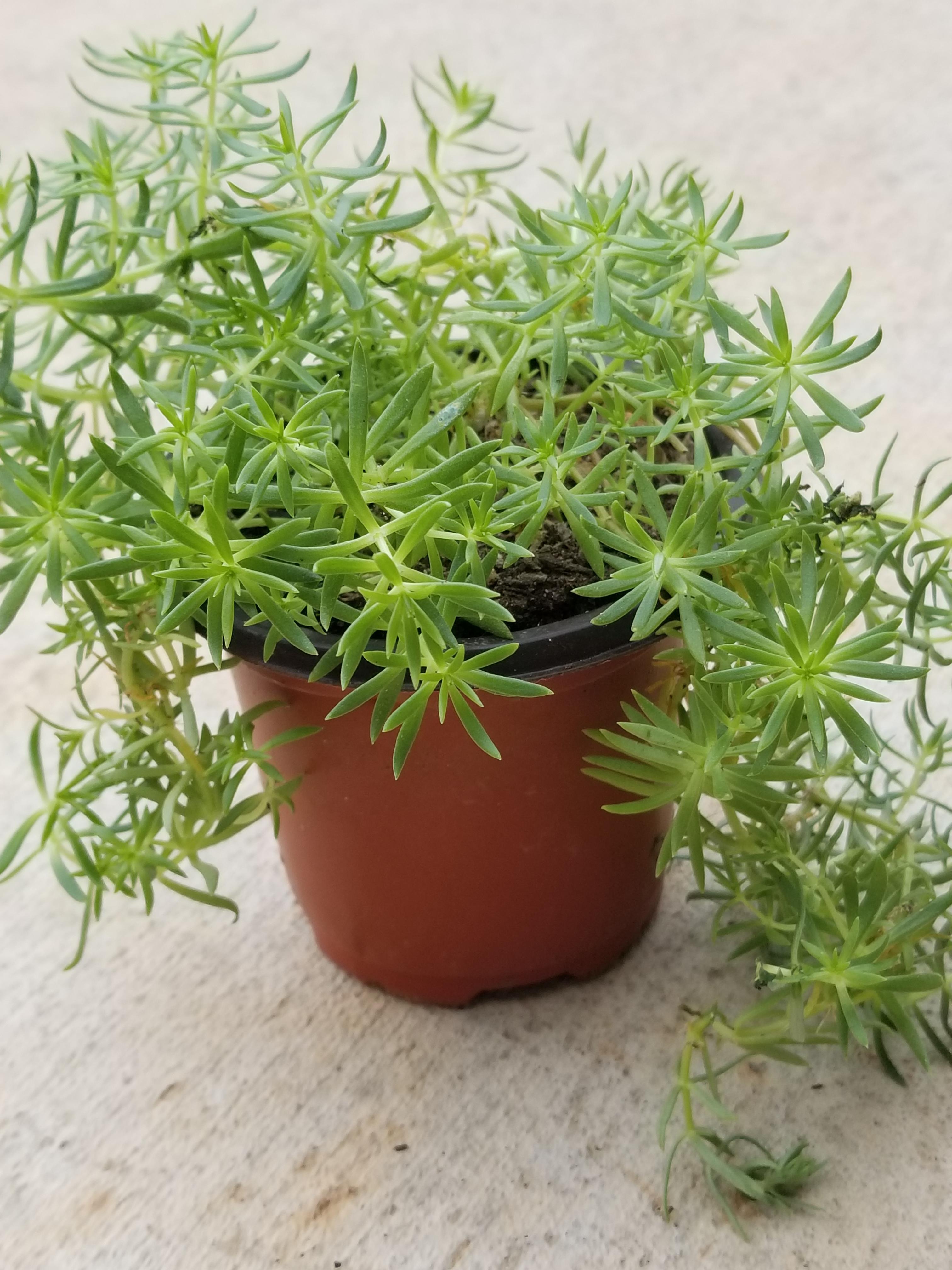 Who's this crawling sprawling succulent? USA r/succulents