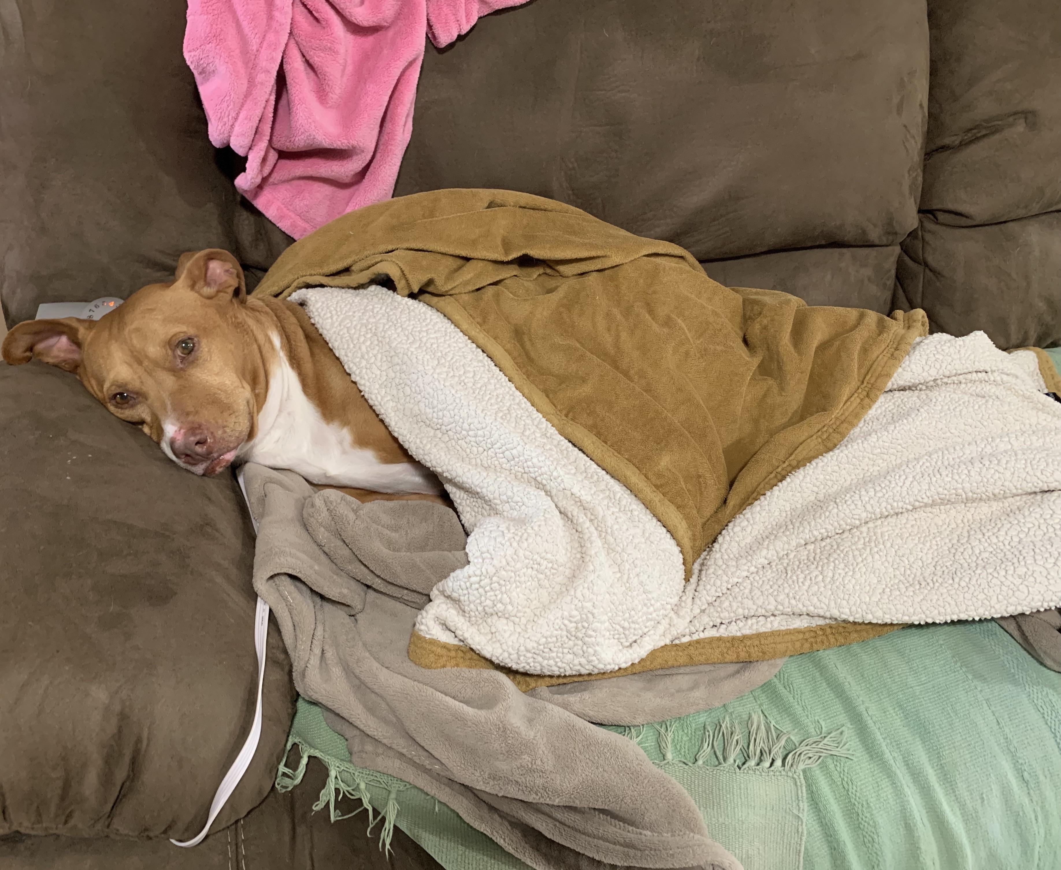 Heated blanket hound r/pitbulls
