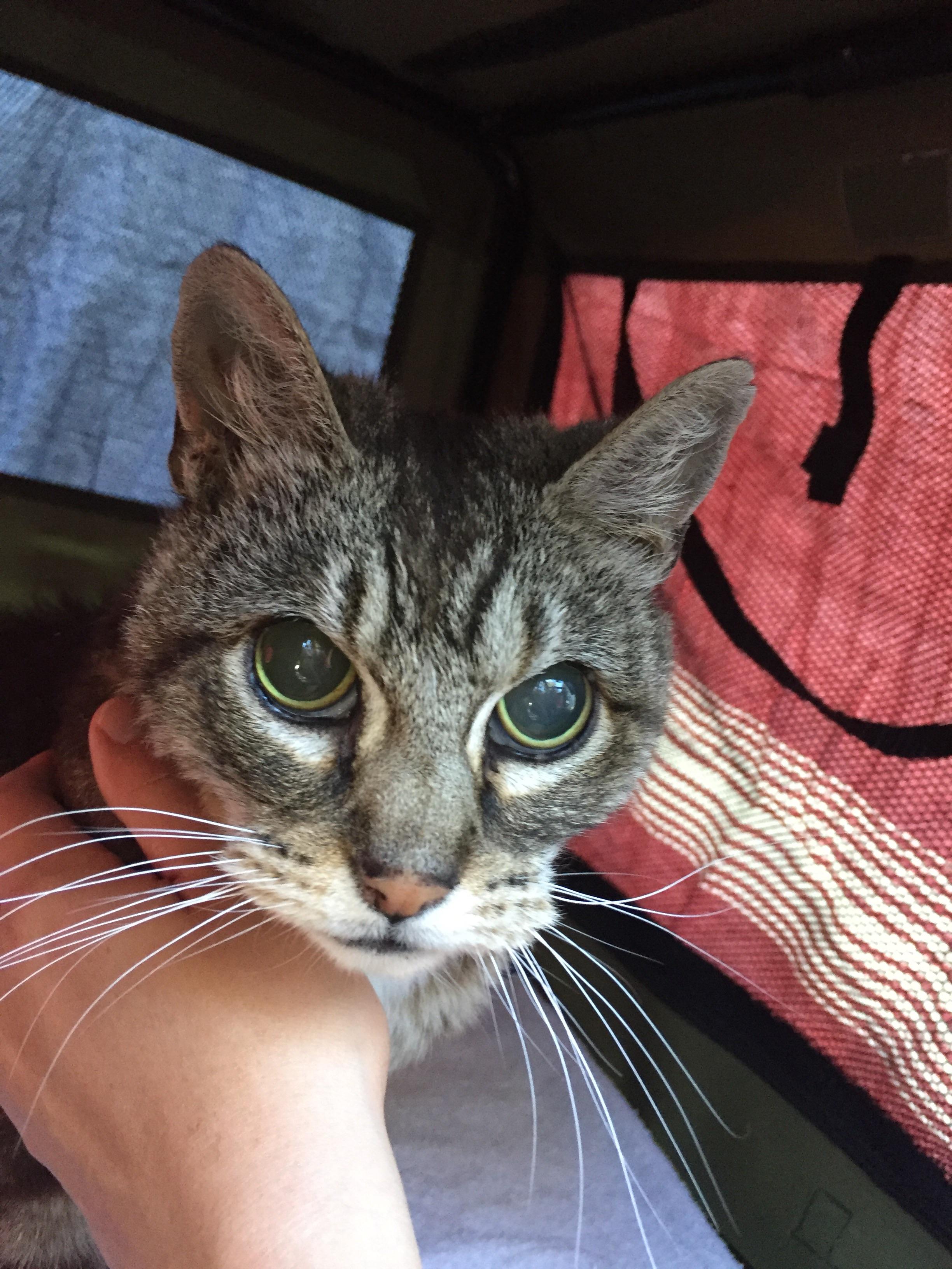 Anybody missing a blind and deaf cat??? r/oakland