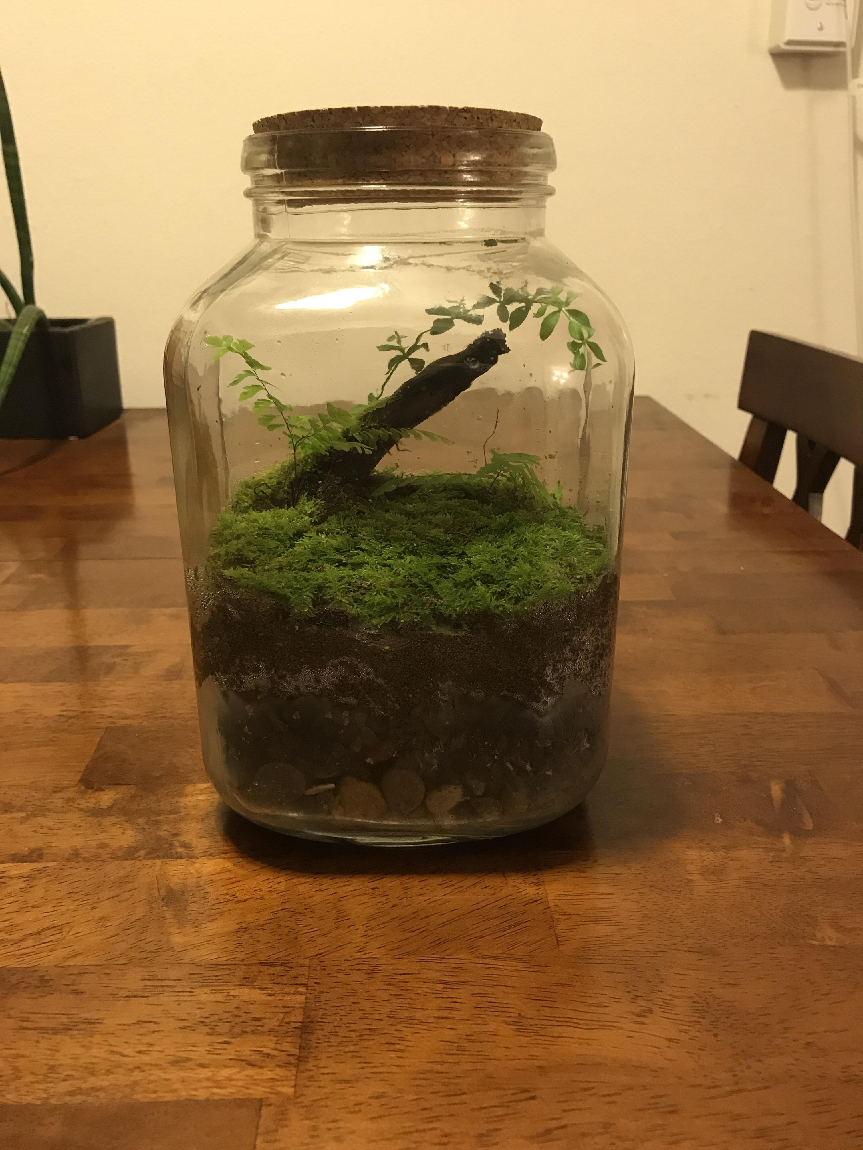 First go at a closed terrarium! Moss is from Big Sur, CA