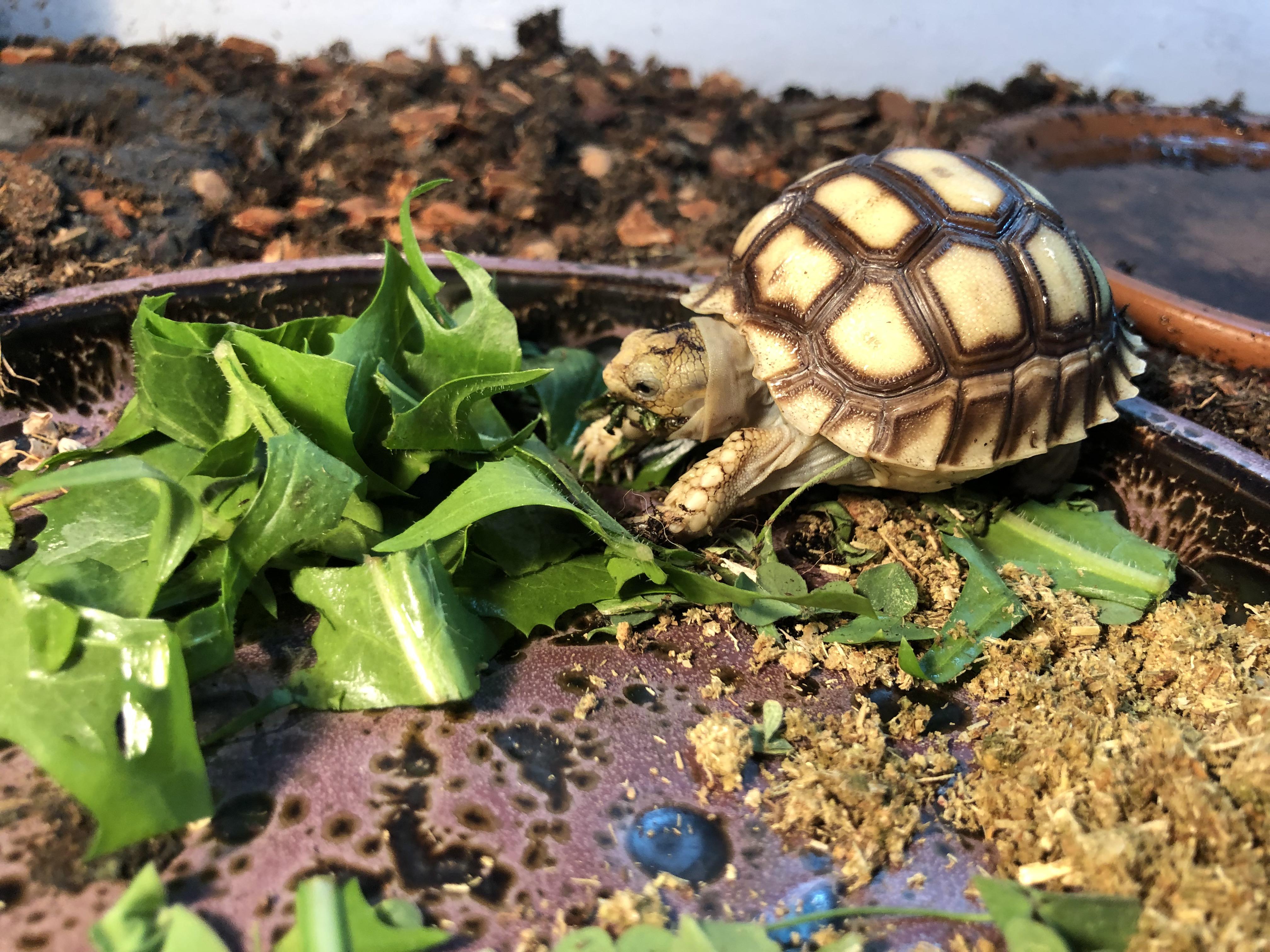 Just got my baby sulcata. How long can you let greens sit