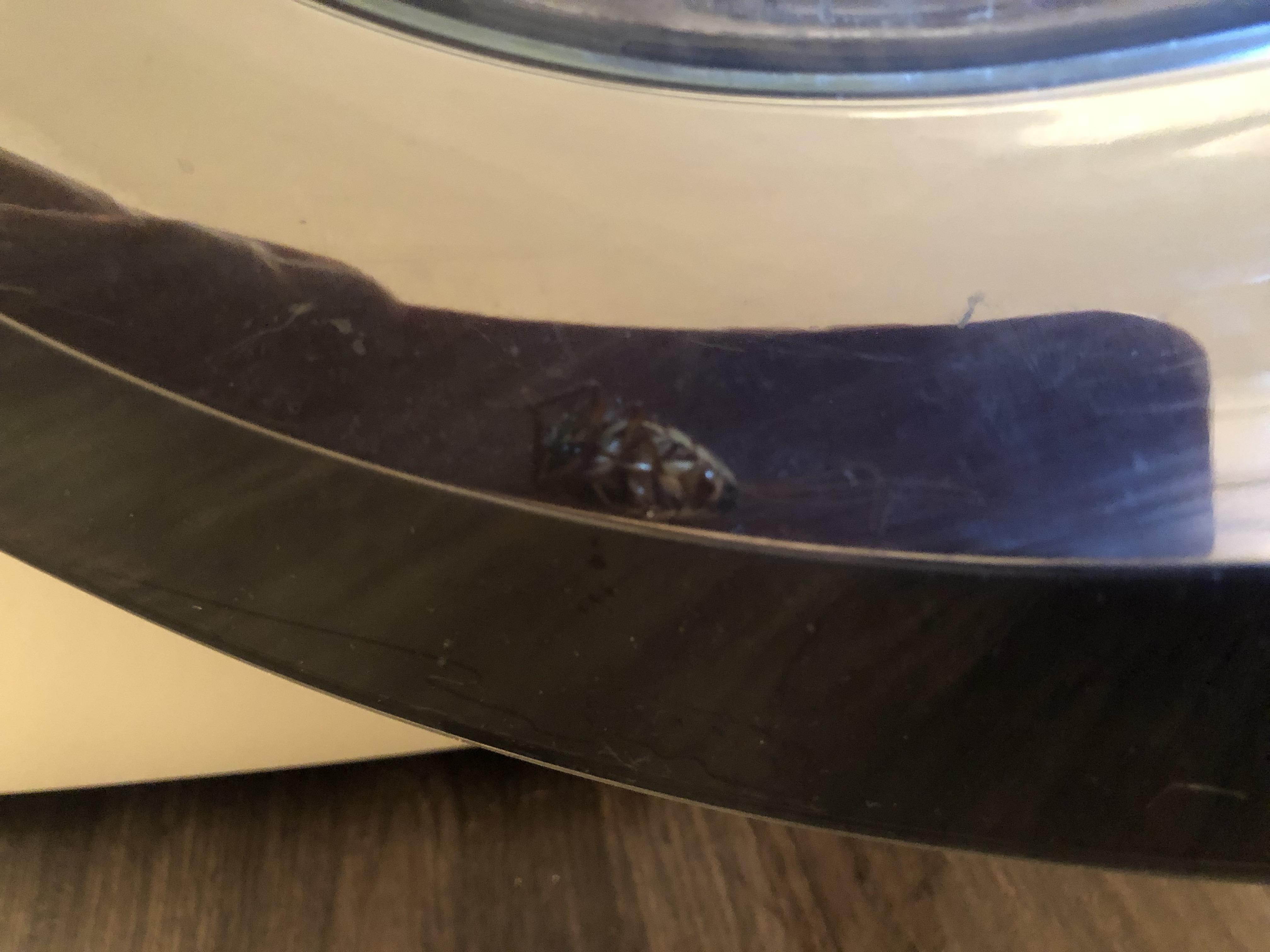My washing machine door has two layers, and a cockroach got in between