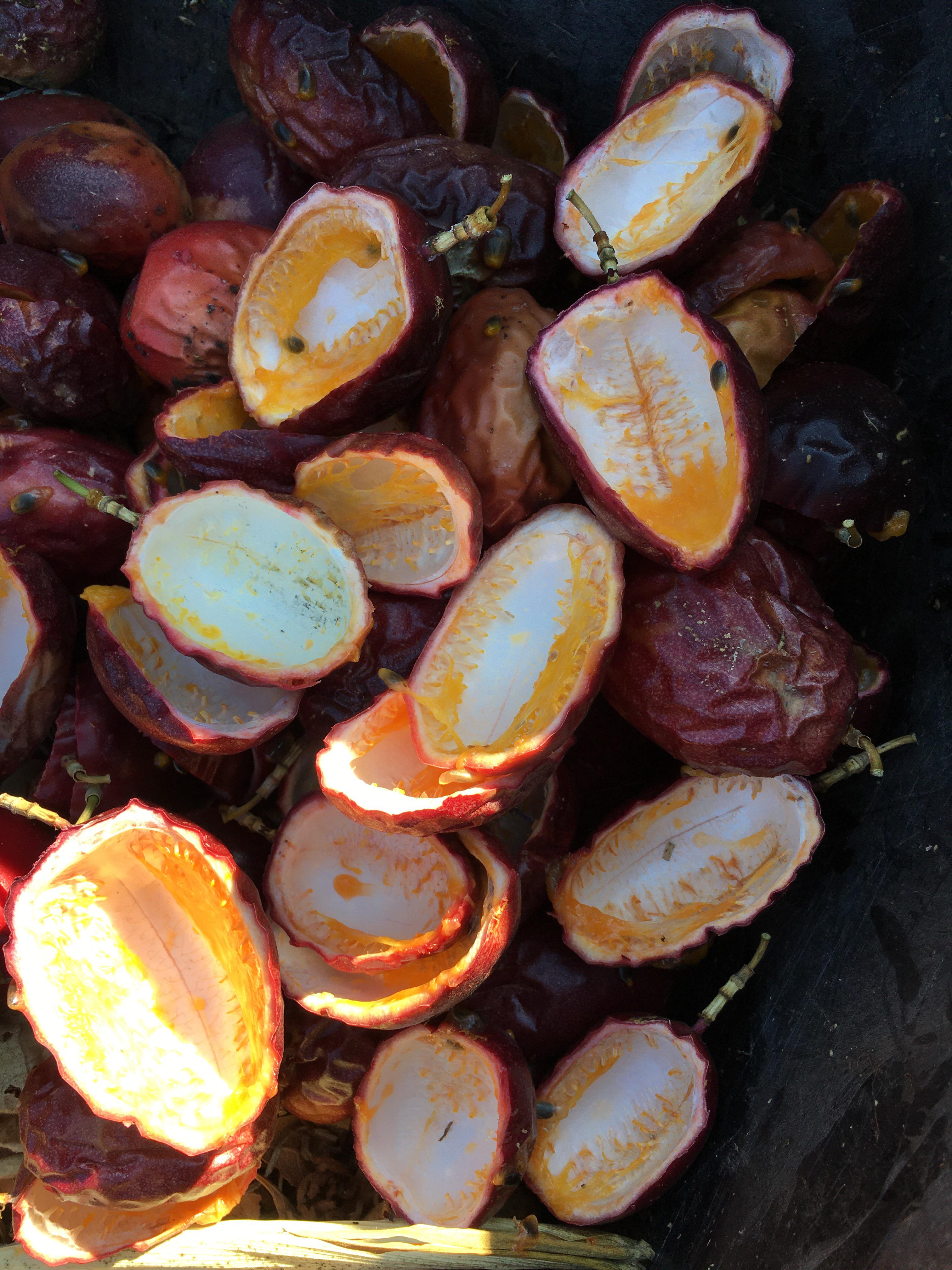 Are passion fruit skins good in the compost? If so, are they considered