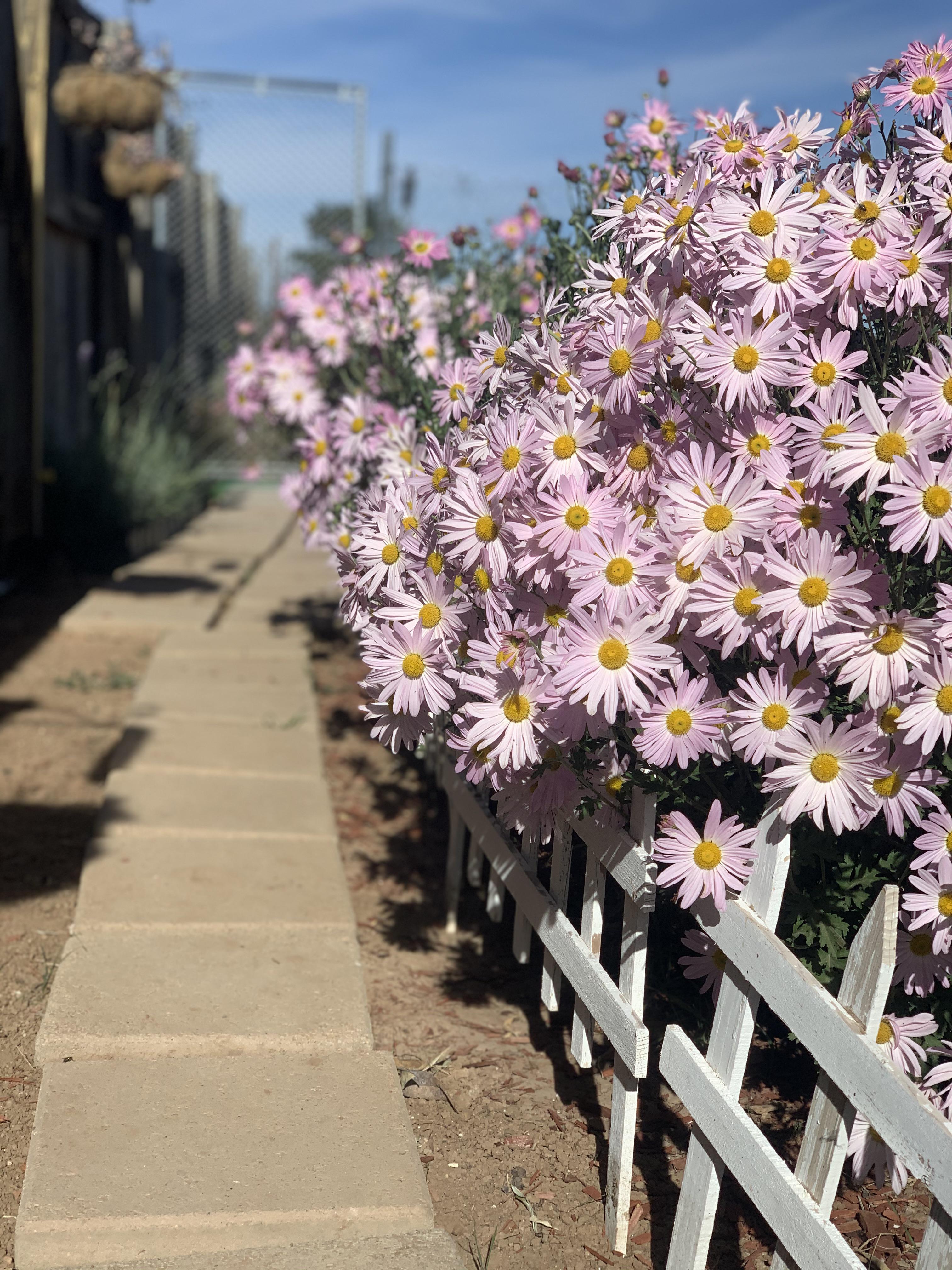 Could not be happier with these Sheffield Mums! Zone 7a r/gardening