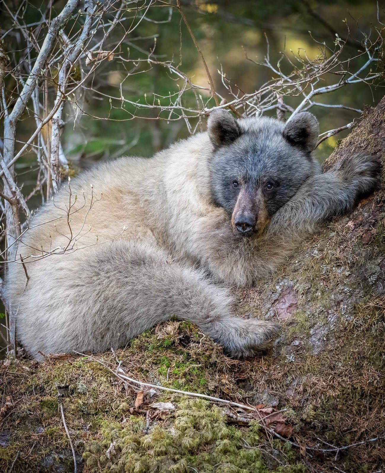 🔥 Glacier bears, also known as blue bears, are color variants